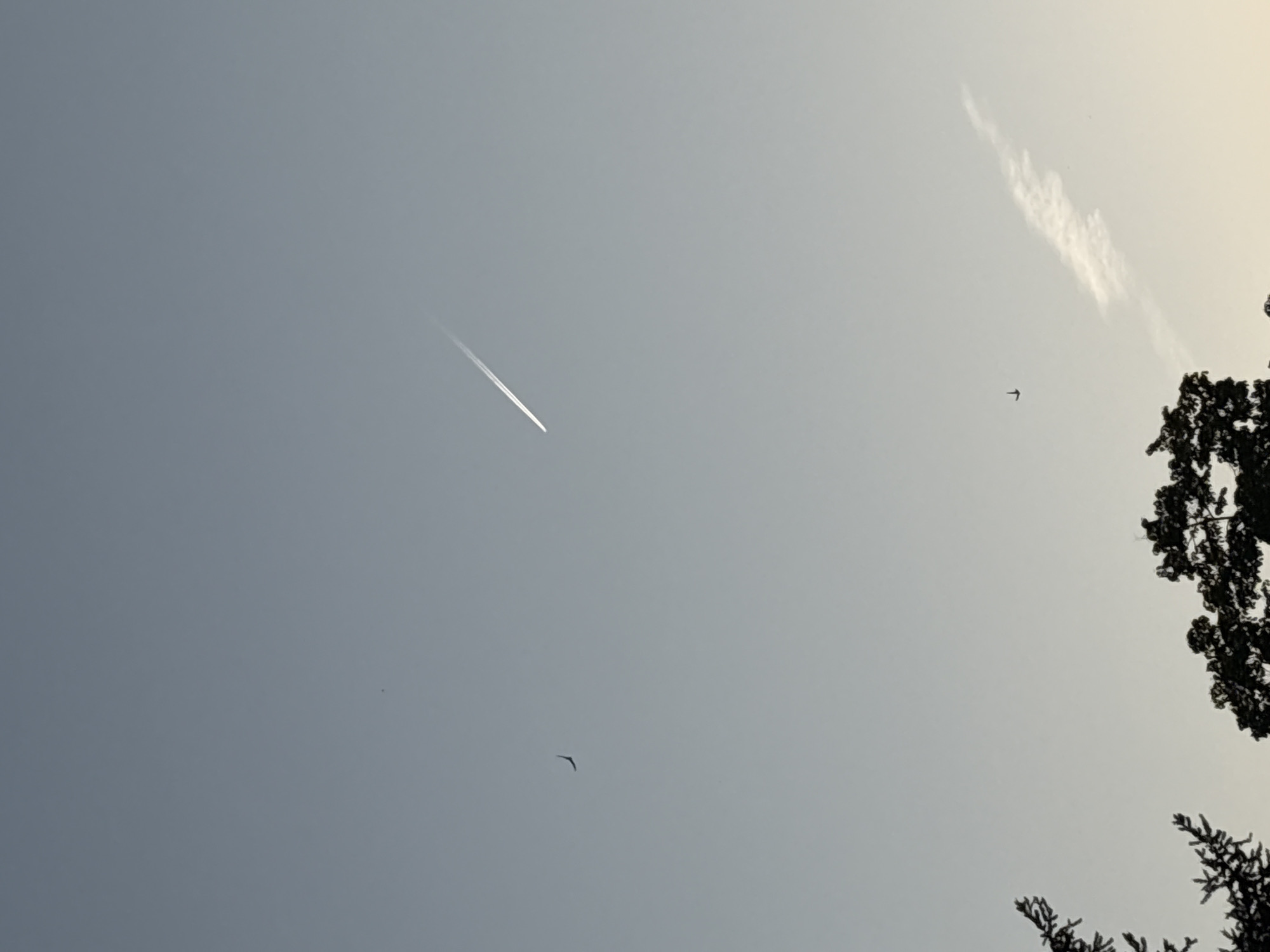The image is a sky view taken in daylight. There is a jet airplane contrail streaking across the sky from the upper left toward the center. To the right, there are branches of a tree. Two birds are also visible in the sky, one in the bottom center and one in the upper right. There are also some clouds in the upper right corner. The location cannot be determined based on the image itself; Chaikovsky, Russia is not discernible.
