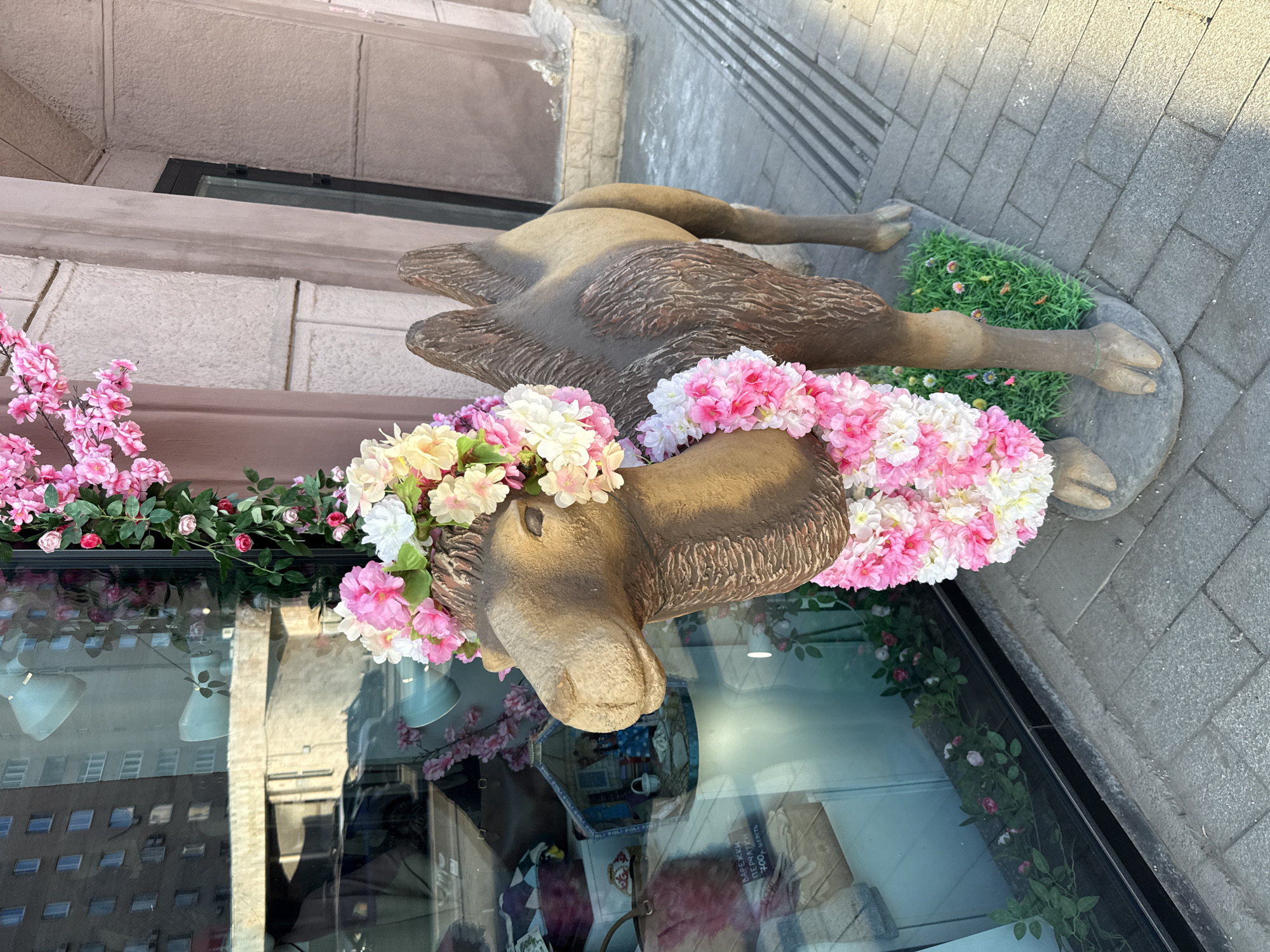 A statue of a large animal, resembling a camel or llama, is the central subject of this image, positioned outdoors on a sidewalk in Moscow, Russia. The statue is made of a light brown, textured material, depicting fur or hide, and stands on a small patch of artificial green grass embedded in the paving stones. Its head and neck are extensively adorned with large, vibrant garlands of artificial flowers in shades of pink, white, and yellow, giving it a festive and welcoming appearance.
The statue is situated in front of a shop window, which prominently reflects the urban environment across the street. These reflections show parts of a tall building with numerous windows and the bright, clear sky, indicating it is daytime with sunny weather. More artificial floral decorations, primarily pink and green, are arranged along the top edge of the shop window.
Above the window, the facade of the building housing the shop is visible, made of light-colored, rough-textured stone or stucco blocks. The sidewalk is paved with grey rectangular stones. Inside the shop window, through the reflections, various items and displays can be dimly seen. Partially visible text, mirrored, includes the Russian word "ПЕРЧАТКИ" (gloves) and numerical values such as "3000, 3500," likely indicating prices for goods sold within the establishment. The overall scene suggests a vibrant street presence, possibly for a boutique or gift shop, enhanced by the eye-catching floral display under bright daylight.