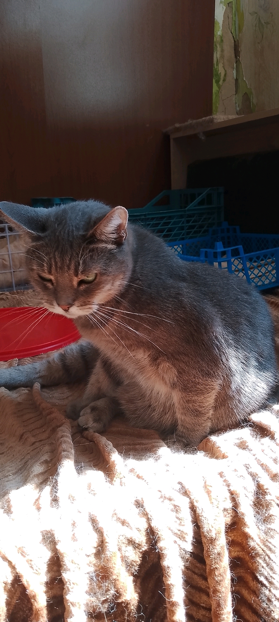 A domestic cat with grey tabby markings is sitting on a beige, textured blanket in what appears to be an indoor setting. The cat is looking downwards with its eyes partially closed. Sunlight is illuminating the scene from the left, casting shadows and highlighting the cat's fur and the texture of the blanket. In the background, there are several blue and green plastic crates and a wooden shelf. The wall behind the shelf shows signs of peeling wallpaper. The overall environment suggests a storage area or a room with minimal furnishings. The location is identified as Belgorod, Russia.