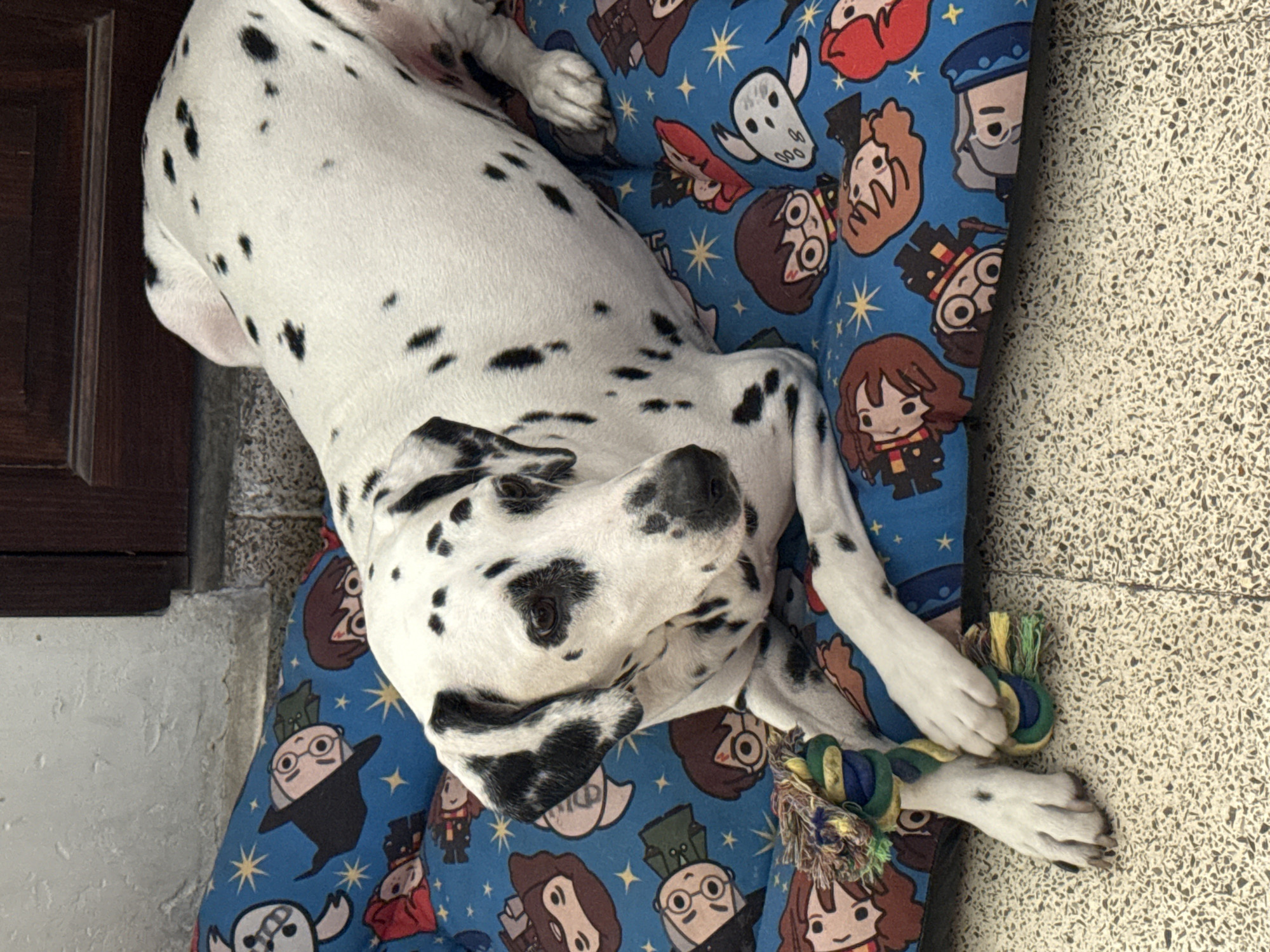 A white Dalmatian dog with black spots is lying on a blue dog bed adorned with cartoon characters from the Harry Potter series. The dog is positioned on its left side, with its head slightly lifted and turned towards the viewer. One of its front paws rests on a colorful, knotted rope toy, which has shades of yellow, blue, and green.
The dog bed features recognizable characters such as Harry Potter, Hermione Granger, Ron Weasley, Albus Dumbledore, Severus Snape, Lord Voldemort (depicted as a floating head), and Dobby, amidst small yellow stars. The bed is placed on a light-colored, speckled or terrazzo floor. To the left of the image, a dark wooden surface, possibly part of a door or furniture, is visible. The lighting suggests an indoor environment. The dog appears calm and relaxed. The scene takes place in Xochitepec, Mexico.