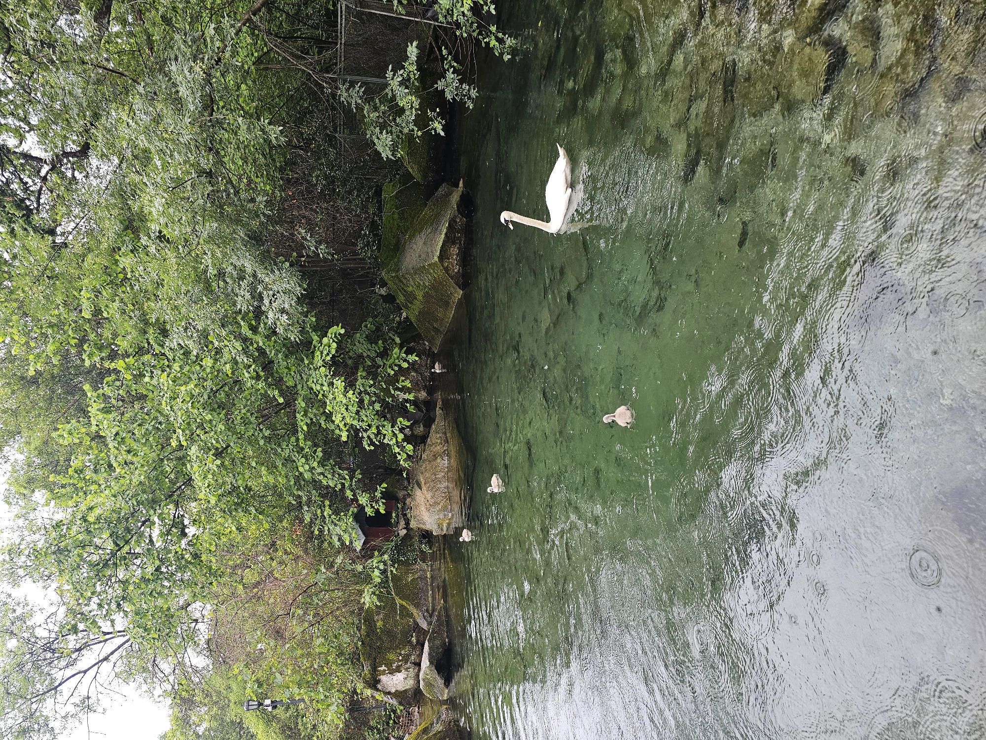 The image depicts a body of water, likely a small lake or pond, in Алупкинский городской совет, Ukraine. A swan swims in the clear green water. Several cygnets (baby swans) are also present, grouped together near the edge of the water. The edges of the water are lined with lush green trees and vegetation. Raindrops create ripples on the surface of the water. Rocks and mossy formations line a section of the shore. A small, red building is nestled among the rocks and trees.