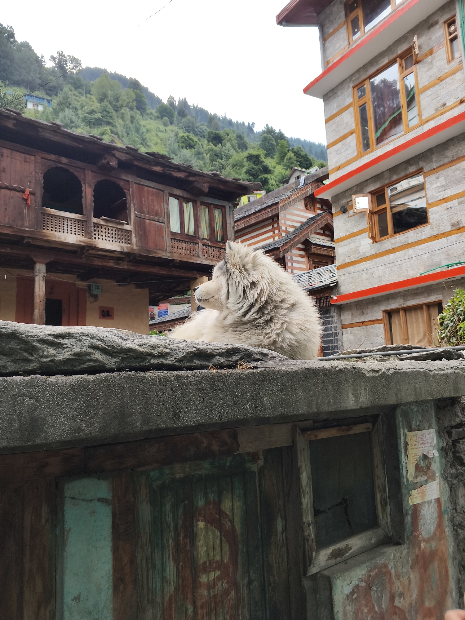 In Vashisht, India, a fluffy, white dog is seen resting on a stone wall. The dog's fur is long and appears shaggy. Behind the dog, traditional wooden architecture is visible, characterized by intricate carvings and balconies. To the right, a modern building with stone facades, wooden window frames, and red decorative trim stands in contrast. The background features a lush, green hillside dotted with trees. The sky is overcast, suggesting a cloudy day. The scene captures a blend of old and new architecture with a natural, mountainous backdrop.