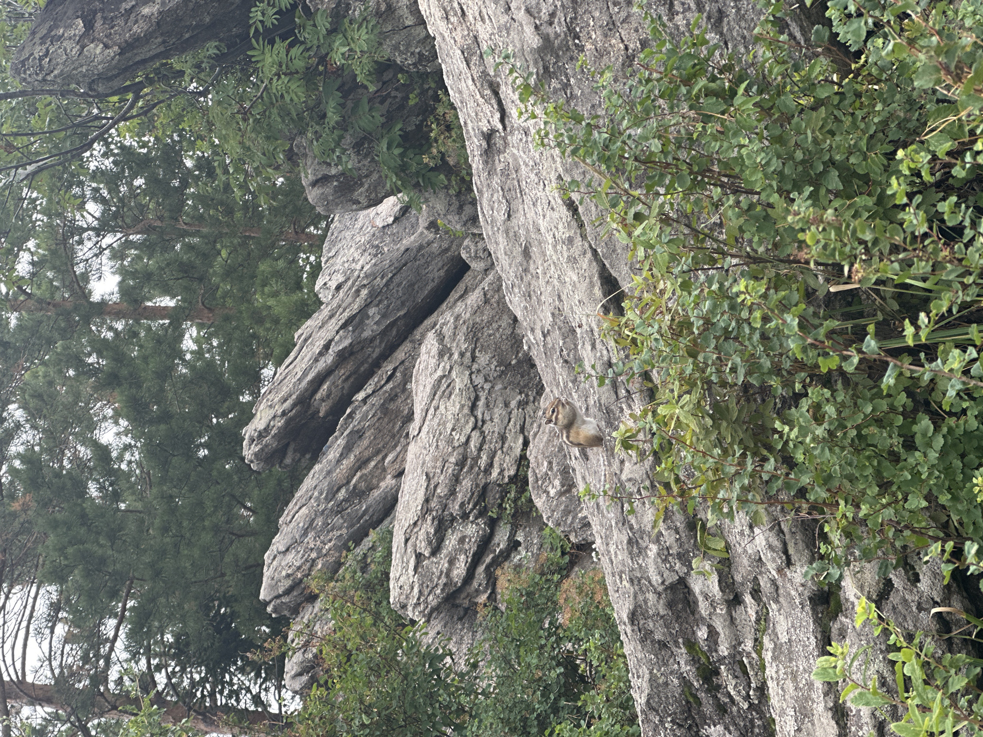An Eastern chipmunk, distinguishable by its striped back and bushy tail, sits alert on a rough, gray rock formation. The chipmunk is in the foreground, positioned on a prominent rock that slopes upwards and to the left. Behind it, the landscape is dominated by large, weathered rocks, characteristic of a mountainous terrain. Lush green foliage, including bushes and trees with pine needles, grows around and between the rocks, suggesting a natural, possibly forested, environment. The overall scene captures a moment of stillness in a rugged, outdoor setting. The location is not specified within the image itself.