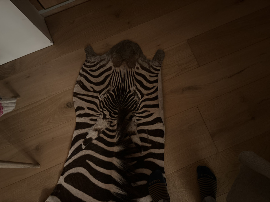 The image shows a zebra skin rug lying on a wooden floor. The zebra skin is laid out flat, with its head facing the camera, and its back stripes are clearly visible. The rug is in a room with wooden flooring. The image captures a portion of the room, with the zebra skin rug dominating the foreground. The top edge of a white wall is visible in the upper right corner. A person's legs are visible in the bottom left portion of the image. They are wearing black and yellow striped socks. The scene is lit with warm, indirect light.
The image appears to have been taken inside a home in Celerina/Schlarigna, Switzerland, as indicated by the provided coordinates. The scene is likely a living room or bedroom, based on the presence of the rug and the wooden floors.