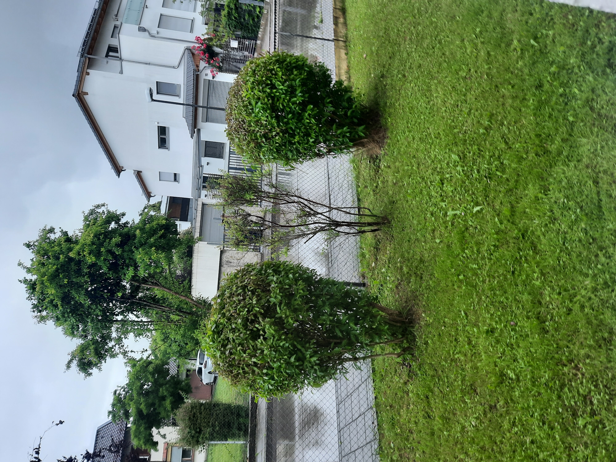 The image captures a street scene in Rosenheim, Germany on a cloudy day. In the foreground, a well-maintained green lawn is visible, with two round, bushy green shrubs and one spindly, bare-branched shrub. Behind the lawn, a chain-link fence separates the property from a wet paved area, likely a sidewalk and road, reflecting the overcast sky. Beyond the fence, modern white residential buildings with dark roofs and multiple windows are prominent. A white car is parked in front of one of the buildings. Lush green trees are interspersed throughout the scene, contributing to the overall verdant atmosphere despite the gloomy weather. The image appears to have been taken from a ground-level perspective, possibly from a window or slightly elevated position looking out onto the street.