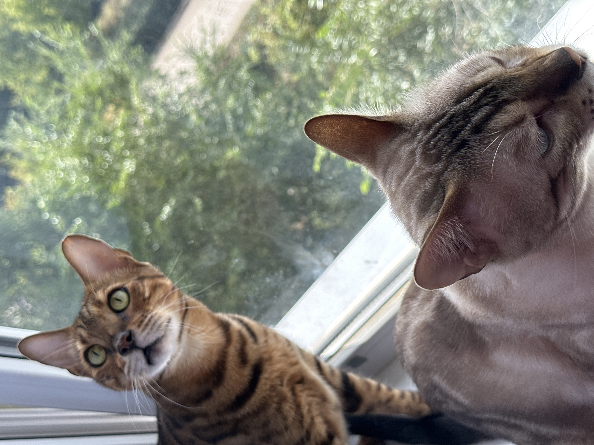 Two Bengal cats are sitting on a windowsill, looking out at a blurred green outdoor environment. The cat in the foreground is a lighter color with distinct tabby markings on its head and ears. It is mostly facing to the right with its eyes partially closed. The cat in the background is a darker brown tabby and is looking upwards and to the left. The windowsill is white and appears to be made of vinyl. The background shows a soft focus of green foliage, suggesting trees or bushes. The lighting indicates it is daytime. The scene is indoors, likely in a residential setting, and there is no indication of the specific city of Energetik, Russia.