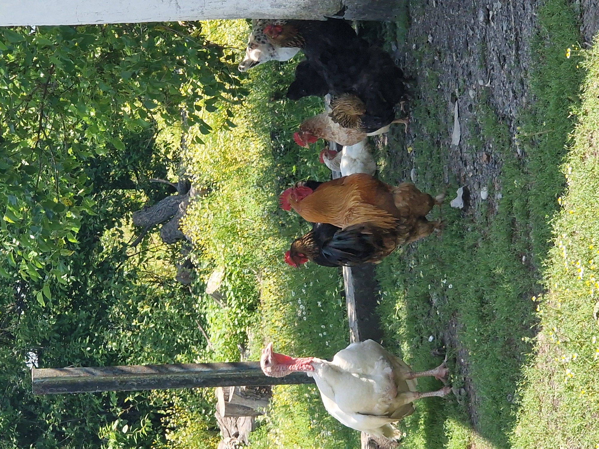 In Kursavka, Russia, a white turkey stands prominently in a grassy yard. Behind it, a group of chickens are gathered. One rooster, with its distinctive brown and gold plumage, is facing the viewer. Other chickens, with varying shades of black, brown, and white, are also visible amongst the greenery. The scene is set against a backdrop of lush trees and foliage, with a portion of a white building and a dark wooden post also present. The ground is a mix of grass and gravel.