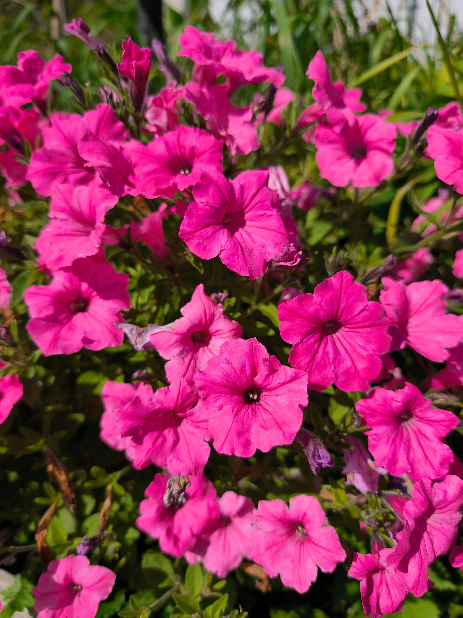 A close-up, eye-level, outdoor, full-frame shot focuses on a dense cluster of vibrant pink petunias in full bloom. The flowers, with their characteristic funnel shapes and ruffled petals, fill the entire frame. Some flowers are in sharp focus, revealing intricate details of their velvety texture and dark centers, while others are softly blurred, creating a sense of depth. Green foliage and stems form a textured background, interspersed with a few darker, unopened buds. Sunlight illuminates the scene, highlighting the vivid colors and casting subtle shadows. There are no people or animals visible in the image. The image captures a moment of natural beauty, with no discernible indication of the city of Vyshegorod, Russia.