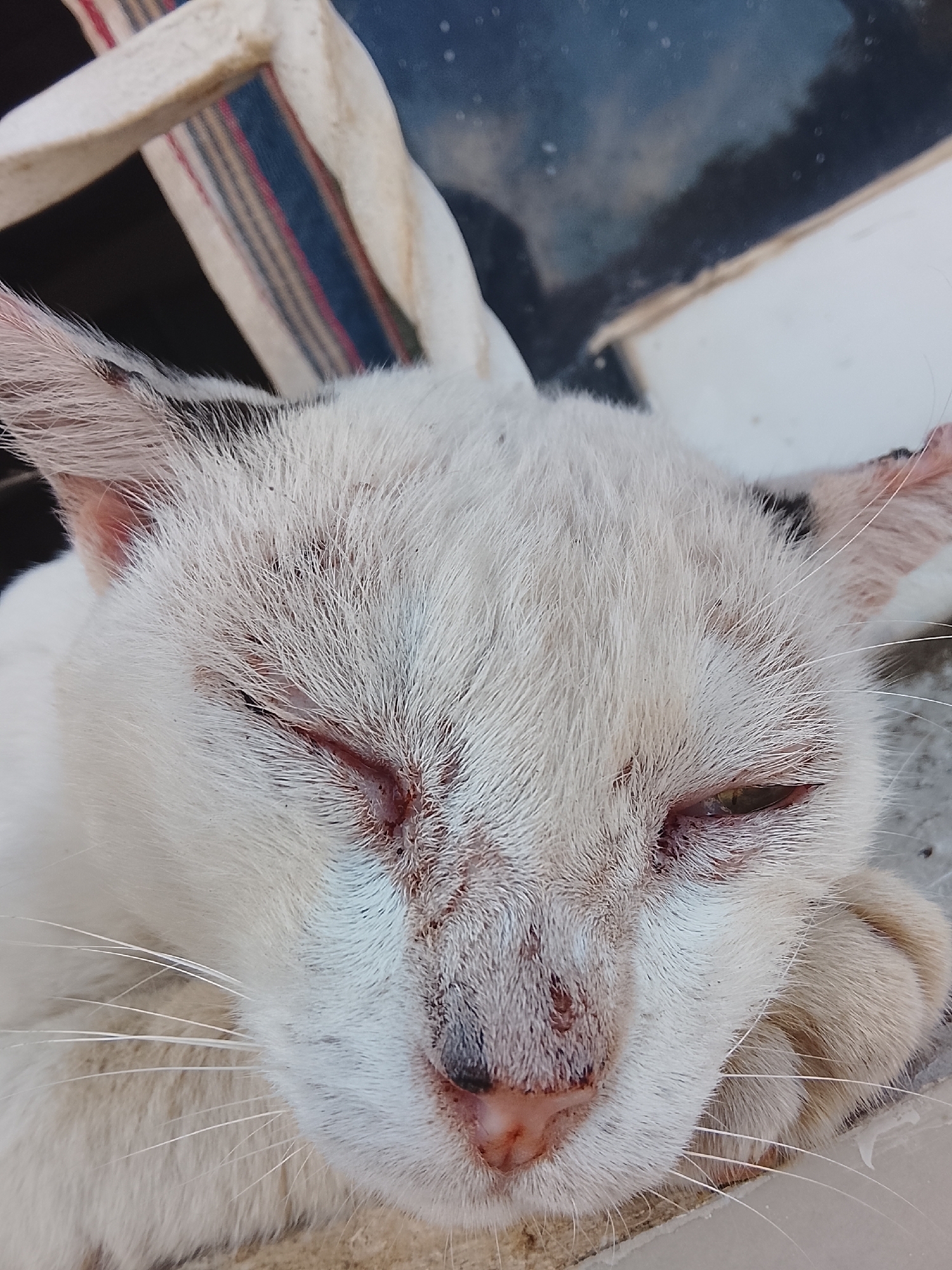 The image depicts a close-up of a white cat, possibly sleeping or resting. Its eyes are partially closed. The cat is lying on a surface that appears to be concrete. The cat's fur is white, with some dark spots. In the background, there is a piece of furniture. This photograph was taken in Juan Griego, Venezuela.