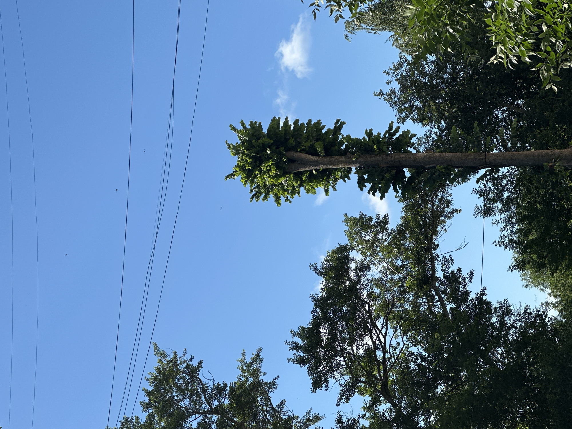 The image shows a clear blue sky with several trees and power lines. A tall, slender tree trunk with a dense cluster of green leaves at its top is prominently featured in the center of the frame. To the left and right, other trees with dark green foliage are visible. Multiple black power lines stretch across the upper portion of the image. The overall scene appears to be outdoors, likely in a park or urban area with trees. There are no people or animals clearly depicted in the image, and no specific landmarks are identifiable that would indicate the location in Togliatti, Russia.