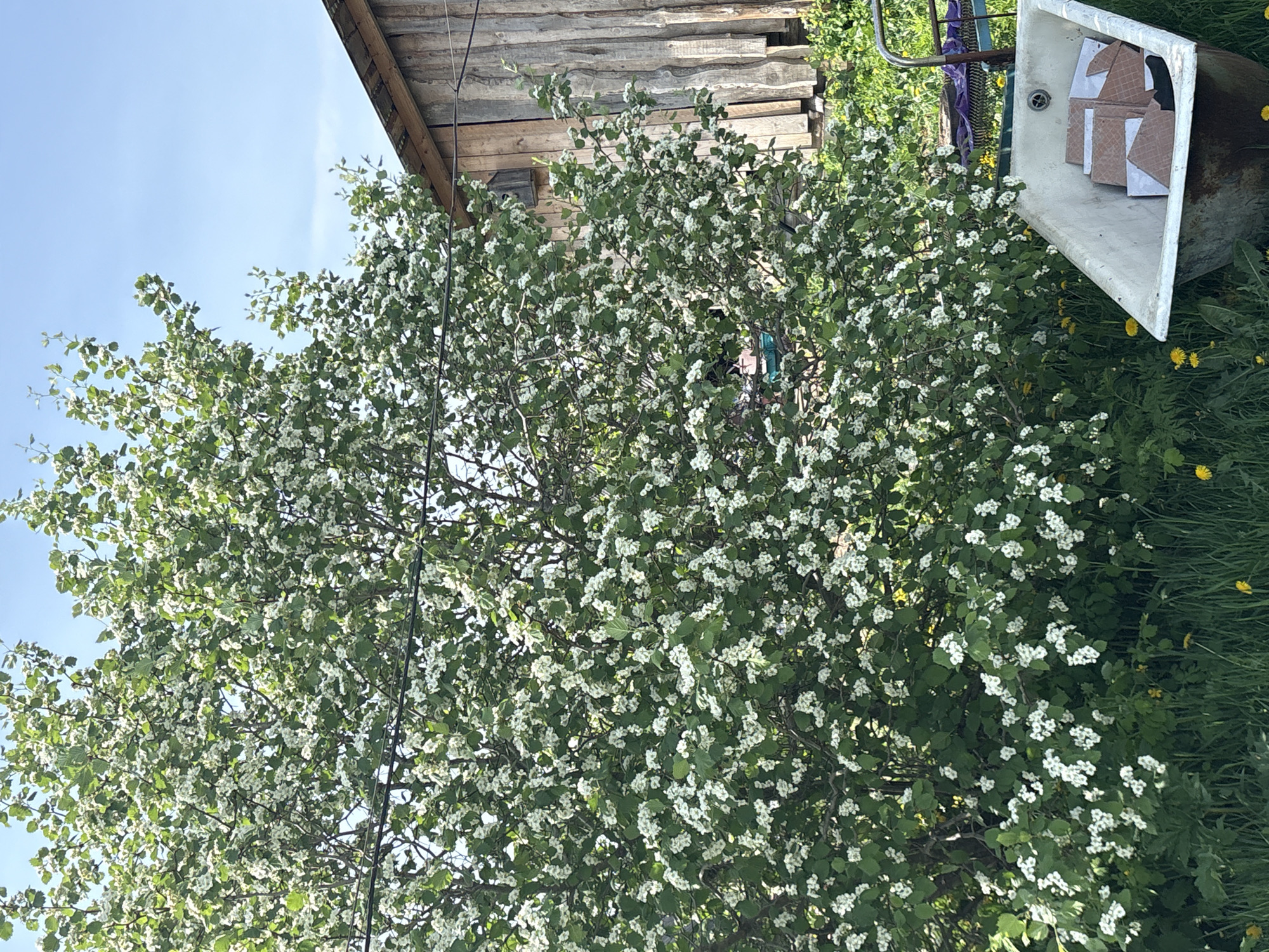 The image depicts a landscape with a blooming tree in the foreground. The tree is covered in white blossoms and green leaves. Behind the tree, a wooden building is visible. To the right of the tree, there is a bathtub filled with cardboard boxes. The surrounding area is grassy, with some yellow flowers scattered around. The location is Lukintsy, Russia.