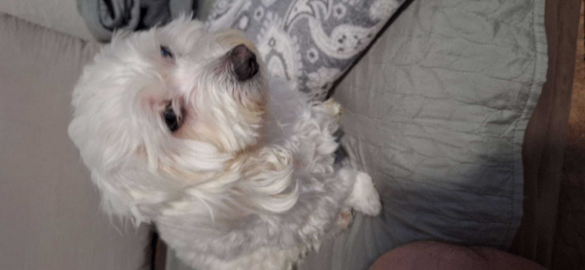 A white, long-haired dog is seated, looking upwards. The dog is positioned on top of a light green quilted blanket and a gray paisley-patterned pillow or cushion. The dog's paws are visible on the blanket. Part of a light tan couch is seen on the left. The scene appears to be indoors. No specific evidence suggests the location is Blagoevgrad, Bulgaria.