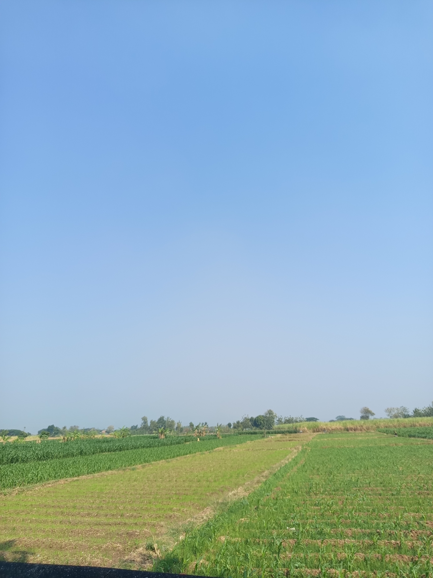 The image depicts a rural landscape in Ngablak, Indonesia, characterized by agricultural fields under a clear, pale blue sky. The foreground shows a dark, solid object, possibly a wall or ledge, casting a shadow. Beyond this, a multi-patterned field stretches into the distance. To the left, a dense field of tall green crops, likely corn, is visible. Adjacent to it, a section of shorter, lighter green grass or a different crop is present, with some patches of brown earth showing through. Further to the right, another field of young green crops, possibly corn seedlings planted in rows, occupies a significant portion of the mid-ground. In the background, a line of trees and vegetation forms the horizon, with a few scattered structures or buildings faintly visible. The overall scene conveys a sense of agricultural activity in a natural, open environment.