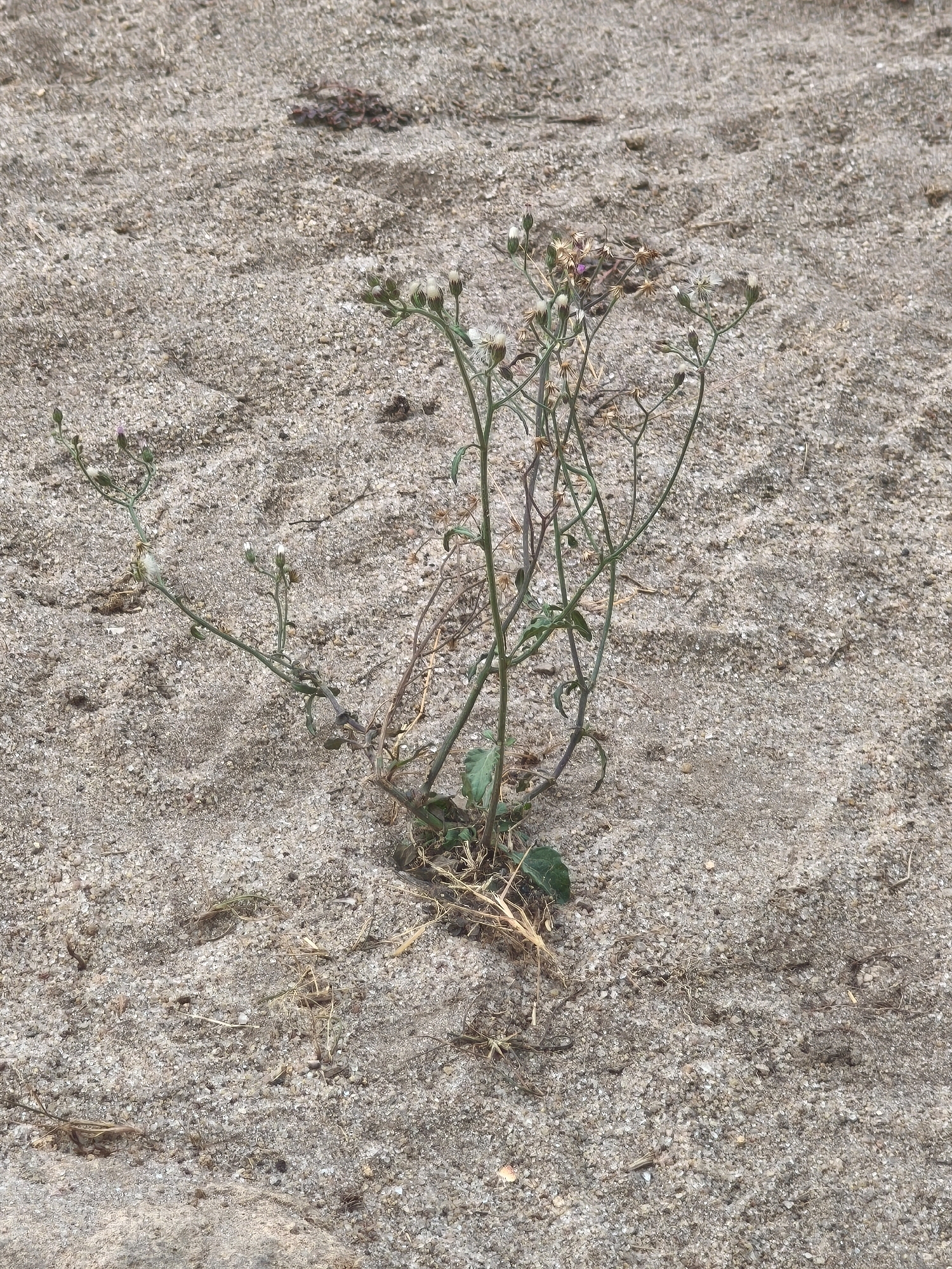 A small, spindly plant with delicate white and purplish flowers is growing in sandy soil. The plant has thin, green stems that branch out and support small, bud-like flowers and a few open blooms. The soil is light brown and coarse, with visible grains of sand and small pebbles. There are some dried leaves and twigs scattered on the ground around the plant. The background is filled with more of the same sandy terrain, showing subtle variations in texture and color due to lighting and shadows. The overall scene is natural and appears to be an outdoor environment.