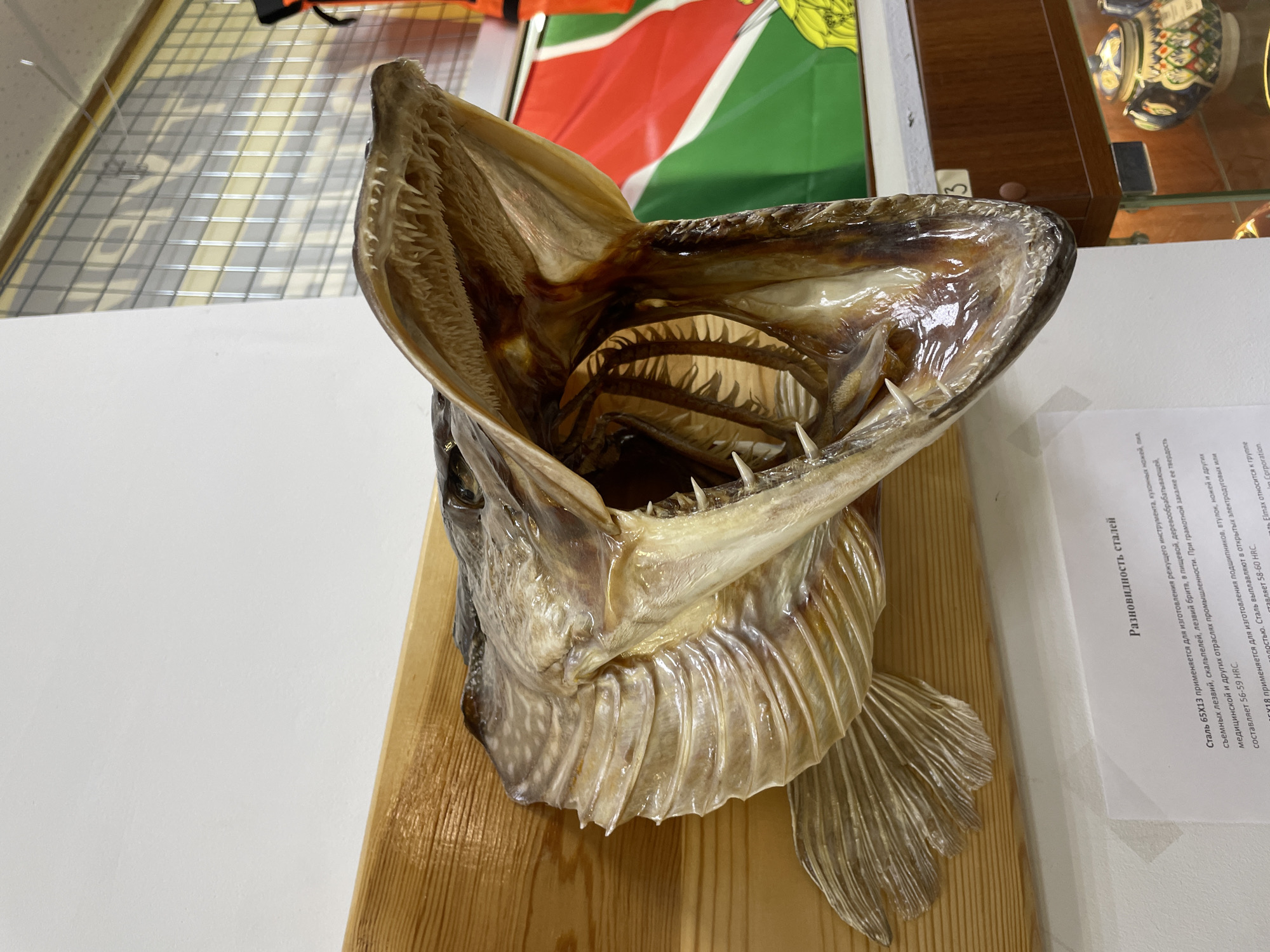 A close-up photograph depicts a taxidermied fish head mounted on a wooden plaque. The fish, likely a pike given its prominent teeth, has its mouth wide open, displaying rows of sharp teeth. The head and gills show a wrinkled texture. The mount is positioned on a white surface, with a document containing Russian text partially visible to the right of the plaque. Behind the fish is a surface with a metal grid, and a red, white, and green flag. Also in the background is a display case containing decorative objects.