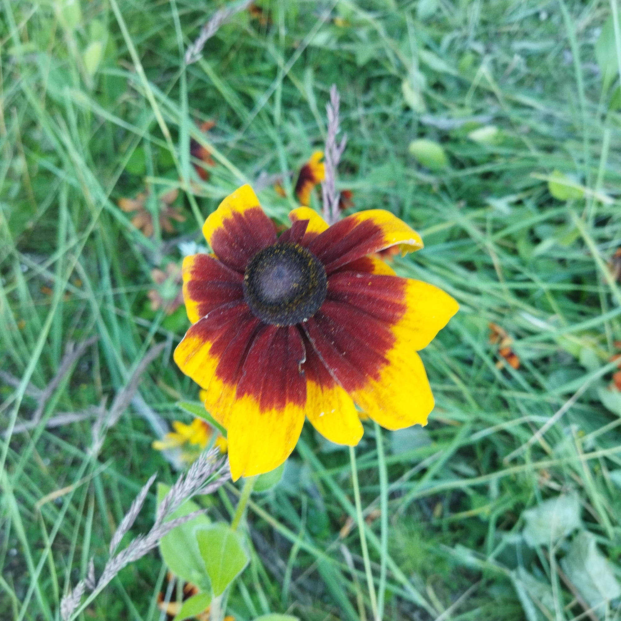 A close-up, overhead shot shows a single black-eyed Susan flower with dark red petals tipped with yellow. The flower is in focus against a background of blurred green grass and some dry, brown plant matter. The dark center of the flower is clearly visible.