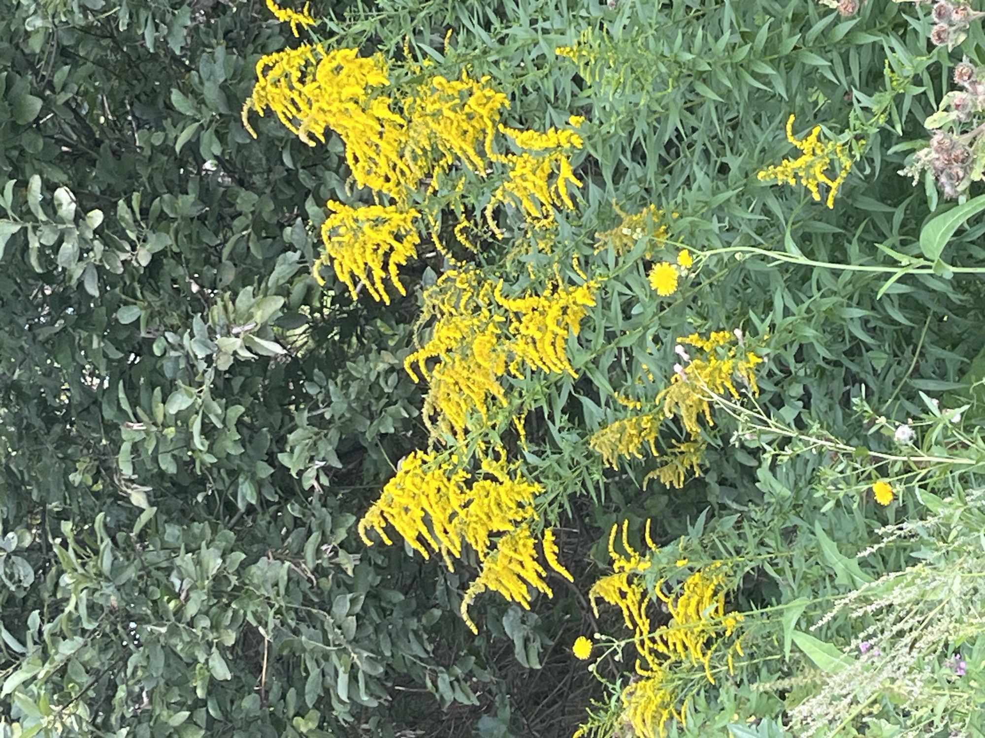 The image depicts a patch of goldenrod flowers with their characteristic bright yellow plumes, set against a backdrop of dense green foliage. The flowers are in various stages of bloom, with some clusters appearing more mature and feathery than others. The leaves of the goldenrod are long and slender, typical of the plant. The background consists of what appears to be a hedgerow or thicket of trees and shrubs, with a variety of leaf shapes and sizes visible. The lighting suggests it is daytime, possibly late morning or afternoon, with some dappled sunlight filtering through the leaves. There are no people or man-made structures visible in the frame. The scene appears to be an outdoor natural setting, possibly a field, meadow, or the edge of a wooded area. The photograph is taken from a medium distance, capturing a significant portion of the flowering plants. The overall impression is one of a vibrant natural scene, showcasing the late summer or early autumn bloom of goldenrod. There is no information available about this specific location within the city of Koltsovo, Russia, that can be determined from the image itself.