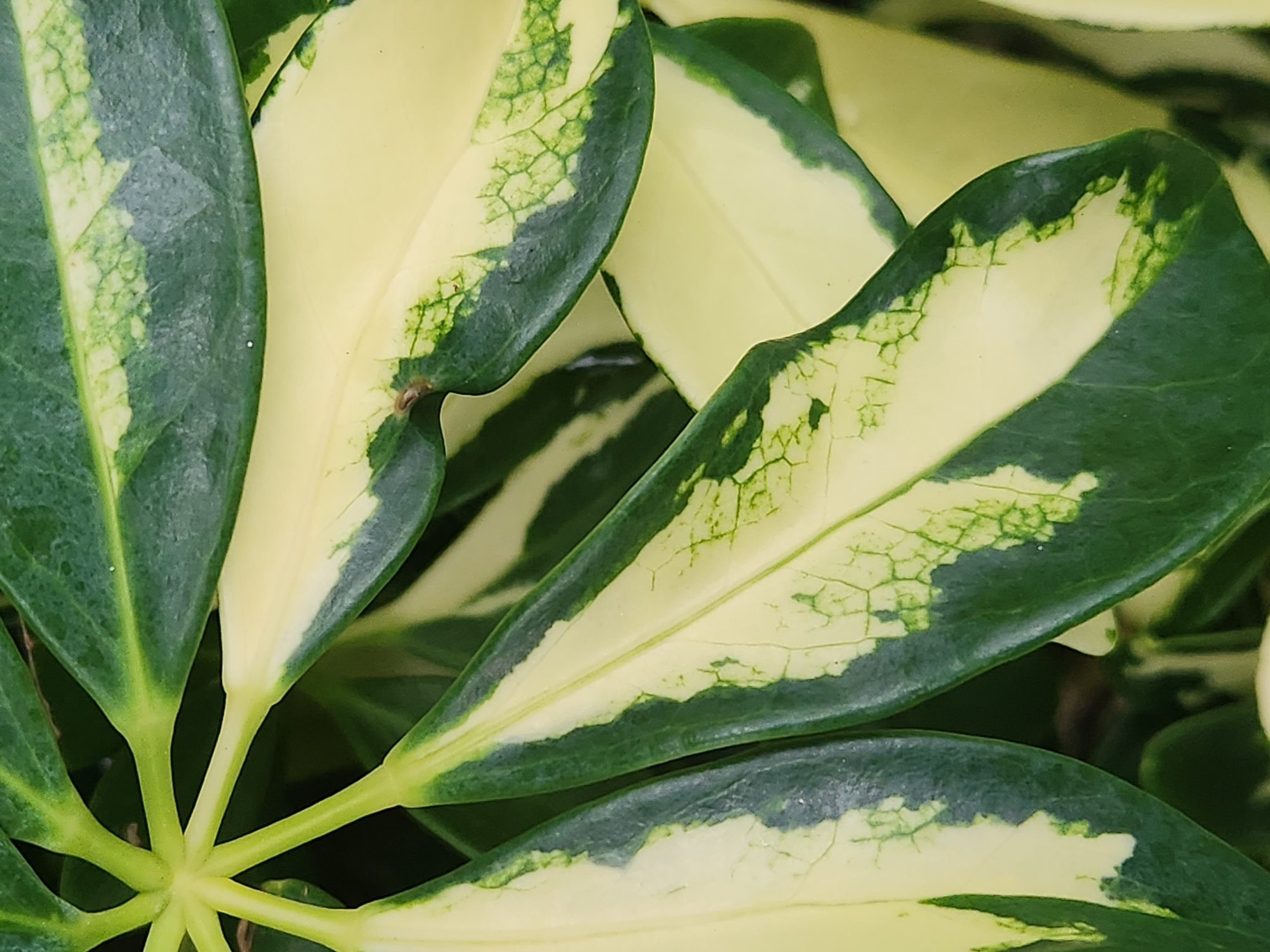A close-up, overhead shot displays the variegated leaves of a plant, likely a Schefflera arboricola, a common houseplant. The leaves exhibit a distinct pattern of deep green edges transitioning to a creamy yellow center, with intricate green venation visible within the lighter areas. The image is sharply focused on the foliage, with a blurred dark green background suggesting more leaves or shadows. The lighting appears to be natural, highlighting the textures and colors of the plant. No people, animals, or man-made objects are present in the frame. The origin of the image, specific to Altamonte Springs, United States of America, cannot be determined from the visual content alone.