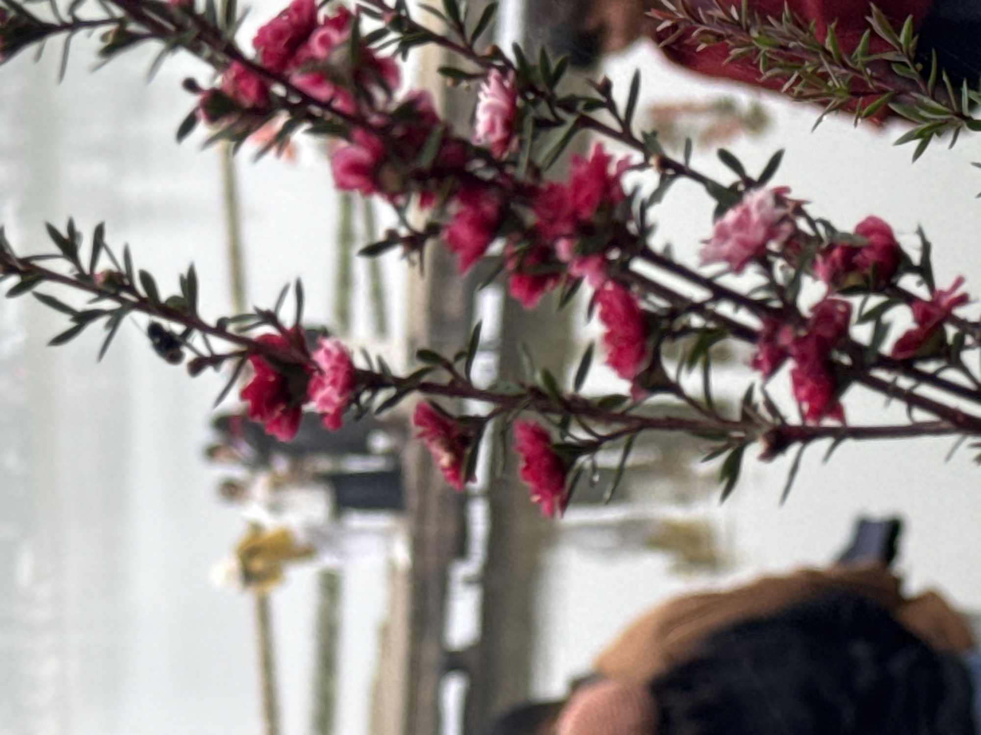 The image, taken in Da Lat, Vietnam, features a close-up of a branch with vibrant pink and dark red flowers. The flowers are small, with multiple petals, and grow in clusters along the dark, thin stems. Some buds are also visible. In the background, the scene is out of focus, suggesting a shallow depth of field. A blurred body of water is present, with a wooden bridge or walkway crossing it. Several figures, appearing as a group of people, are walking on this walkway. One figure in the foreground on the left is partially visible, wearing a brown jacket over a dark garment. Another figure on the far right is also blurred, wearing a red top. A single fly is perched on one of the branches in the upper left quadrant. The overall atmosphere is soft and somewhat overcast, consistent with Da Lat's climate.