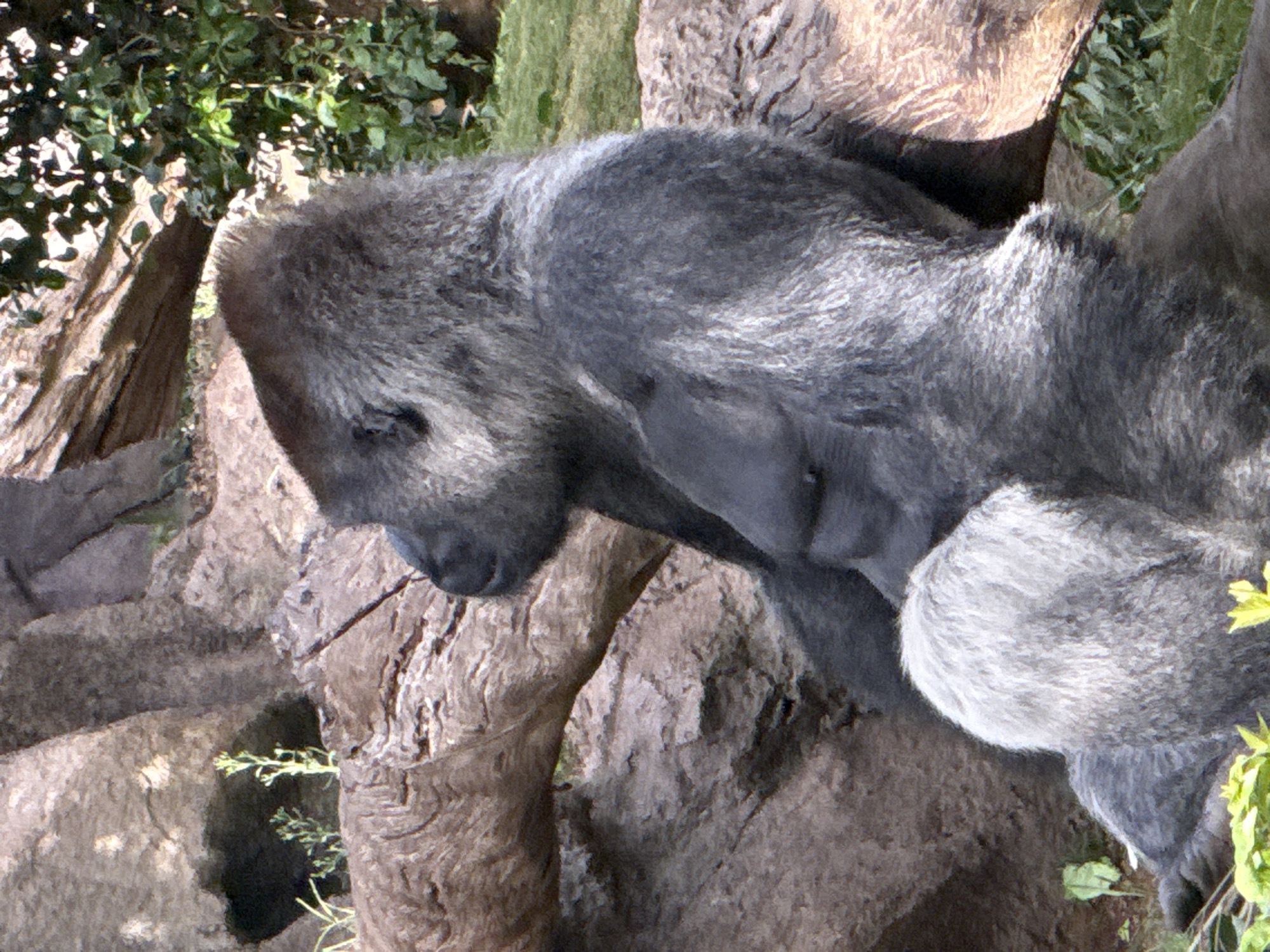 The image shows a gorilla sitting on the ground next to a fallen log. The gorilla is facing to the left and its head is turned towards the right. The gorilla is a large, muscular animal with dark gray fur. The log is rough and appears to be made of wood. In the background, there are rocks and some green foliage. The environment appears to be a natural setting, possibly a zoo or wildlife sanctuary. The image does not provide any information about the location in the city of Las Dehesas, Spain.