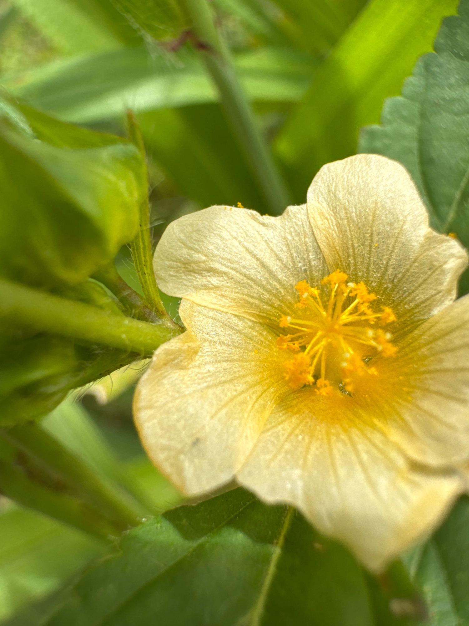 A macro photograph captures a delicate, pale yellow flower with a bright yellow center. The flower's petals are translucent and softly curved, showing fine lines and a slight fuzziness at their edges. At the center, a cluster of bright yellow stamens stands out, tipped with tiny white anthers. The flower is surrounded by lush green foliage, with some stems and leaves blurred in the background, creating a shallow depth of field that emphasizes the bloom. The lighting is soft, highlighting the textures and colors of the flower and leaves. The scene appears to be outdoors, with natural light illuminating the subject. No people or specific urban landmarks are visible.