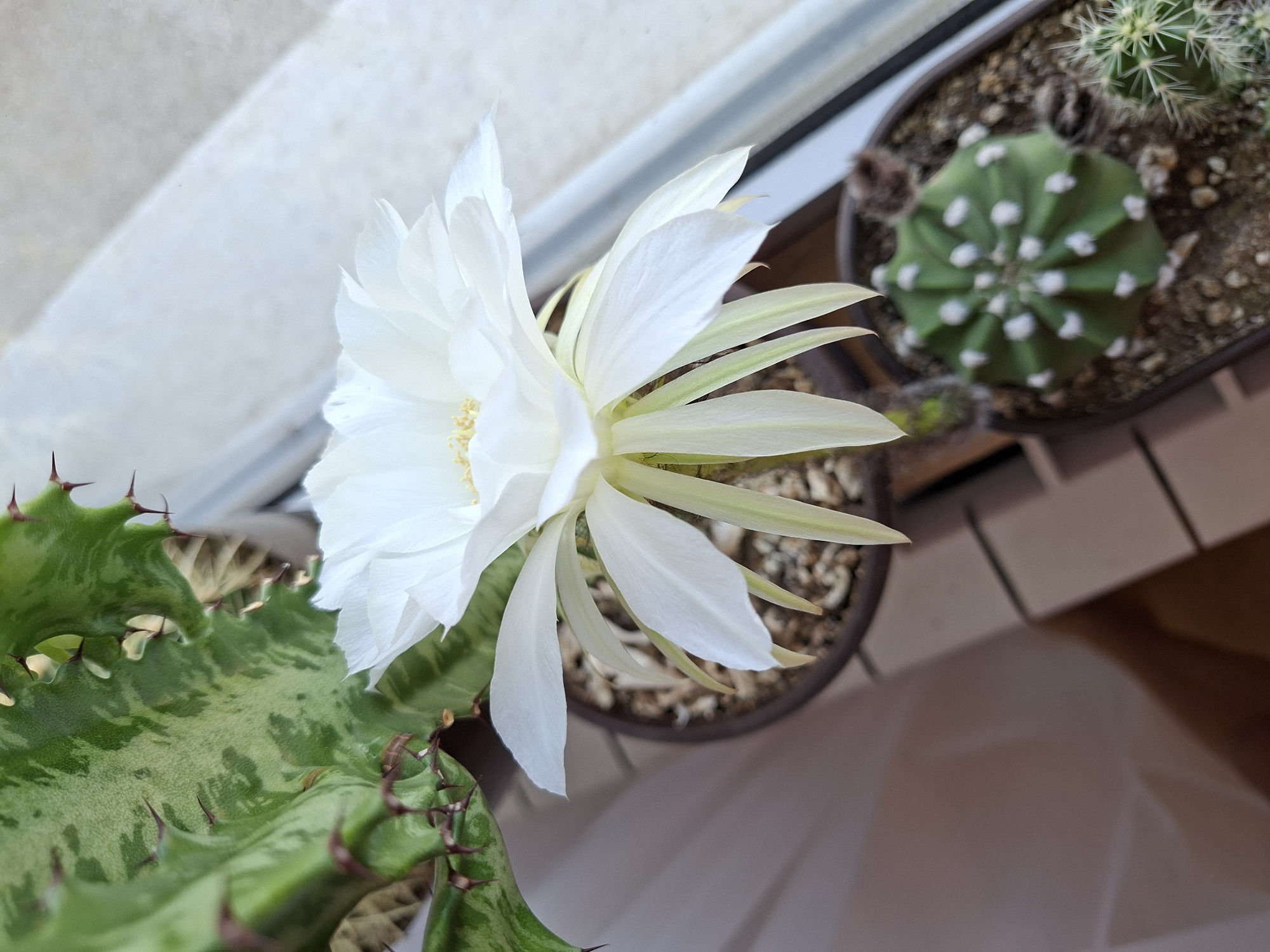 A close-up, eye-level shot captures a blooming white cactus flower in the foreground. The flower is large and delicate, with numerous white petals fanning out around a yellow center. Behind the flower, a variegated succulent plant with green and white mottled leaves and sharp spines is visible, its stem positioned to the left of the frame. Below these plants, two potted cacti are arranged on a tiered wooden stand near a window. The cactus on the right is small, round, and green with white dots, while another, spikier cactus is partially visible to its right. The background consists of a white surface, possibly a windowsill, and a window with light streaming through. The scene is brightly lit, with soft shadows indicating natural light.