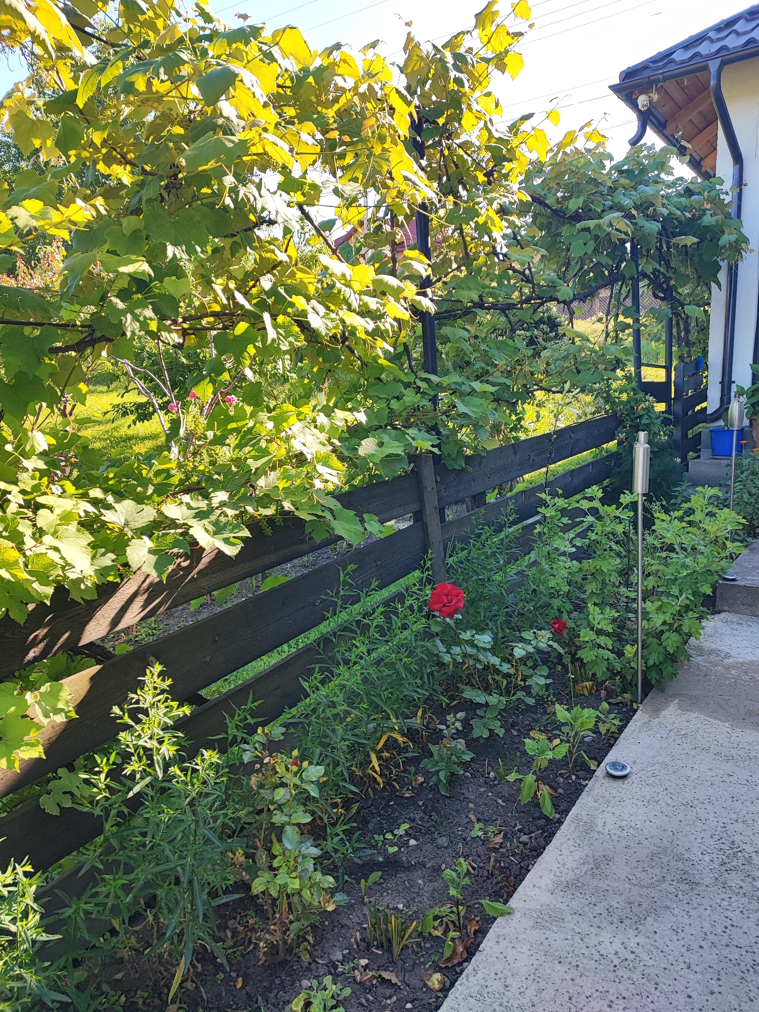 The image depicts a close-up view of a garden area adjacent to a building, likely in Târgu Neamț, Romania. In the foreground, a dark wooden fence runs diagonally across the frame, separating the garden from the background. Lush green foliage, including grapevines and various flowering plants, is abundant. A single red rose is in bloom near the center of the frame, with a smaller red bud visible to its right. A concrete pathway occupies the right side of the image, leading towards a house with a dark-tiled roof. A security camera is mounted on the exterior wall of the house. Two metallic garden torches stand in the flower bed along the pathway. The scene is illuminated by natural sunlight, casting shadows on the fence and plants. There are no people or animals visible in the image.