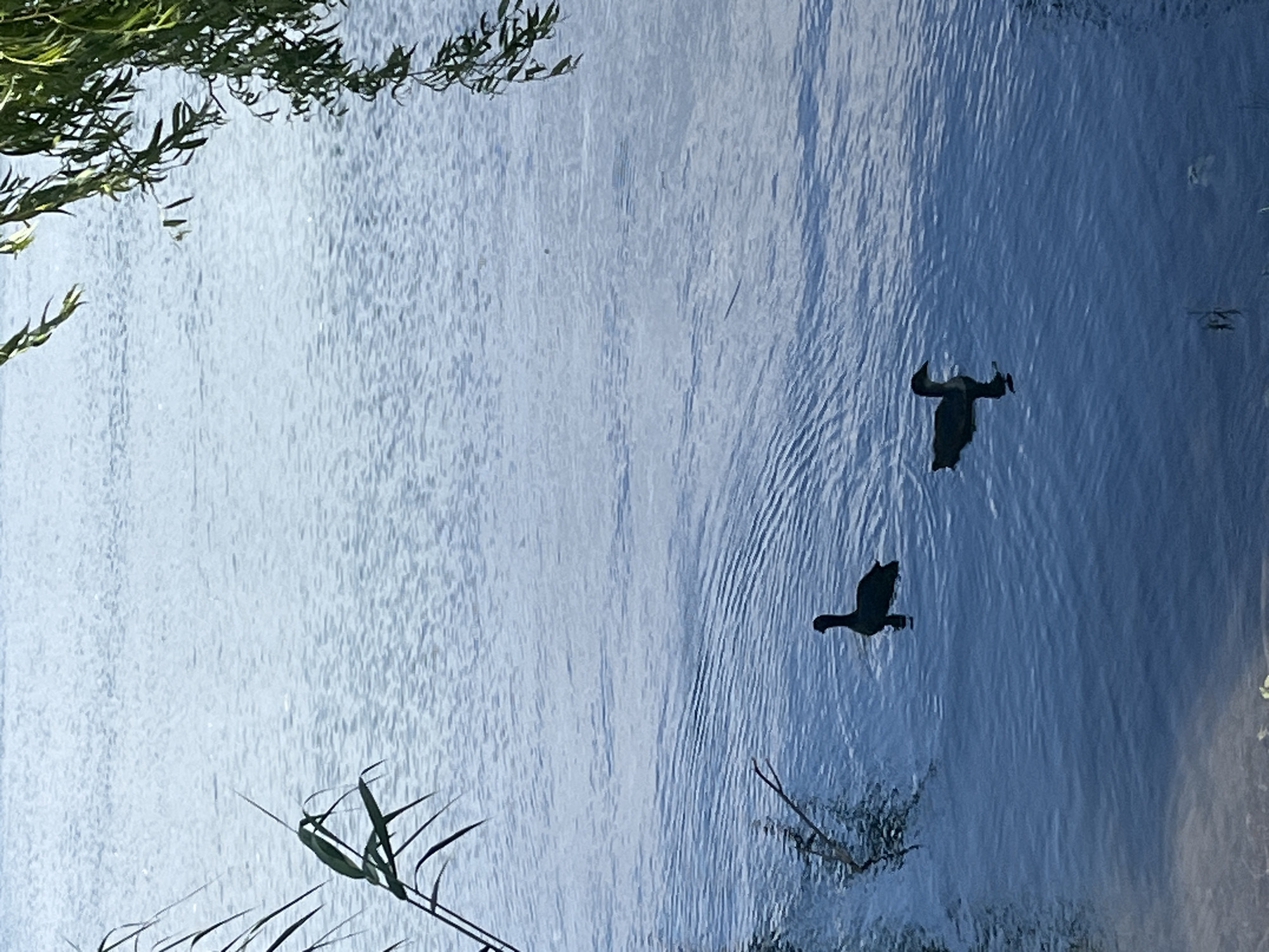 The image depicts two dark birds, possibly ducks or geese, in flight over a body of water. Ripples are visible on the water's surface, indicating movement or wind. Some vegetation, including reeds and tree branches with leaves, is visible along the edges of the frame. The image appears to be taken near or at a body of water in Goryachiy Klyuch, Russia.