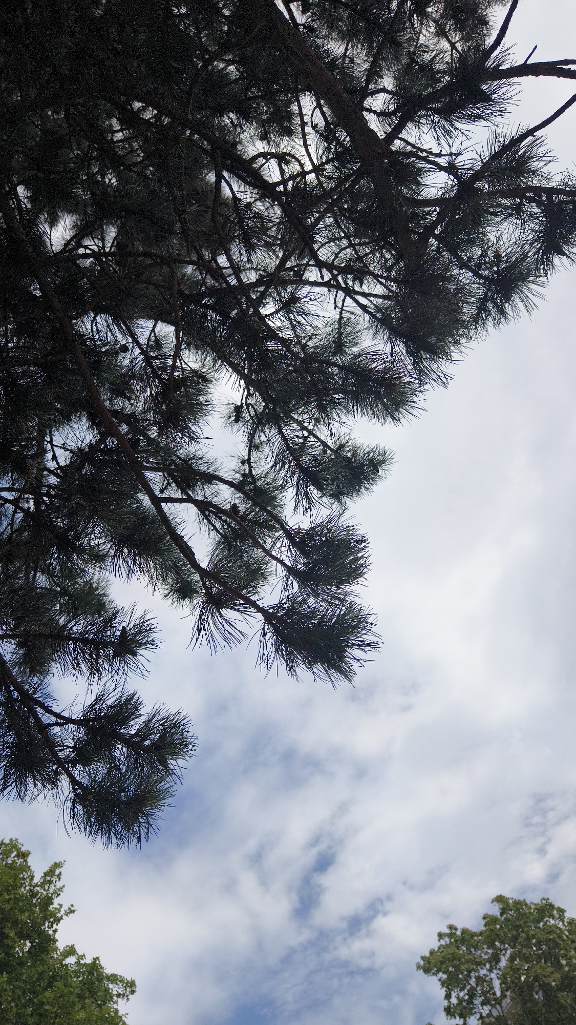 The image shows a low-angle view of pine tree branches against a cloudy sky. The pine branches are dark and dense, filling the upper portion of the frame. In the bottom left and right corners, glimpses of green foliage from other trees are visible. The sky is a pale blue with scattered white clouds. The scene is overcast, suggesting a temperate climate. The location is identified as Vienna, Austria, though no specific landmarks or identifying features of the city are present in the image. The image appears to be a snapshot of a natural environment within an urban setting.