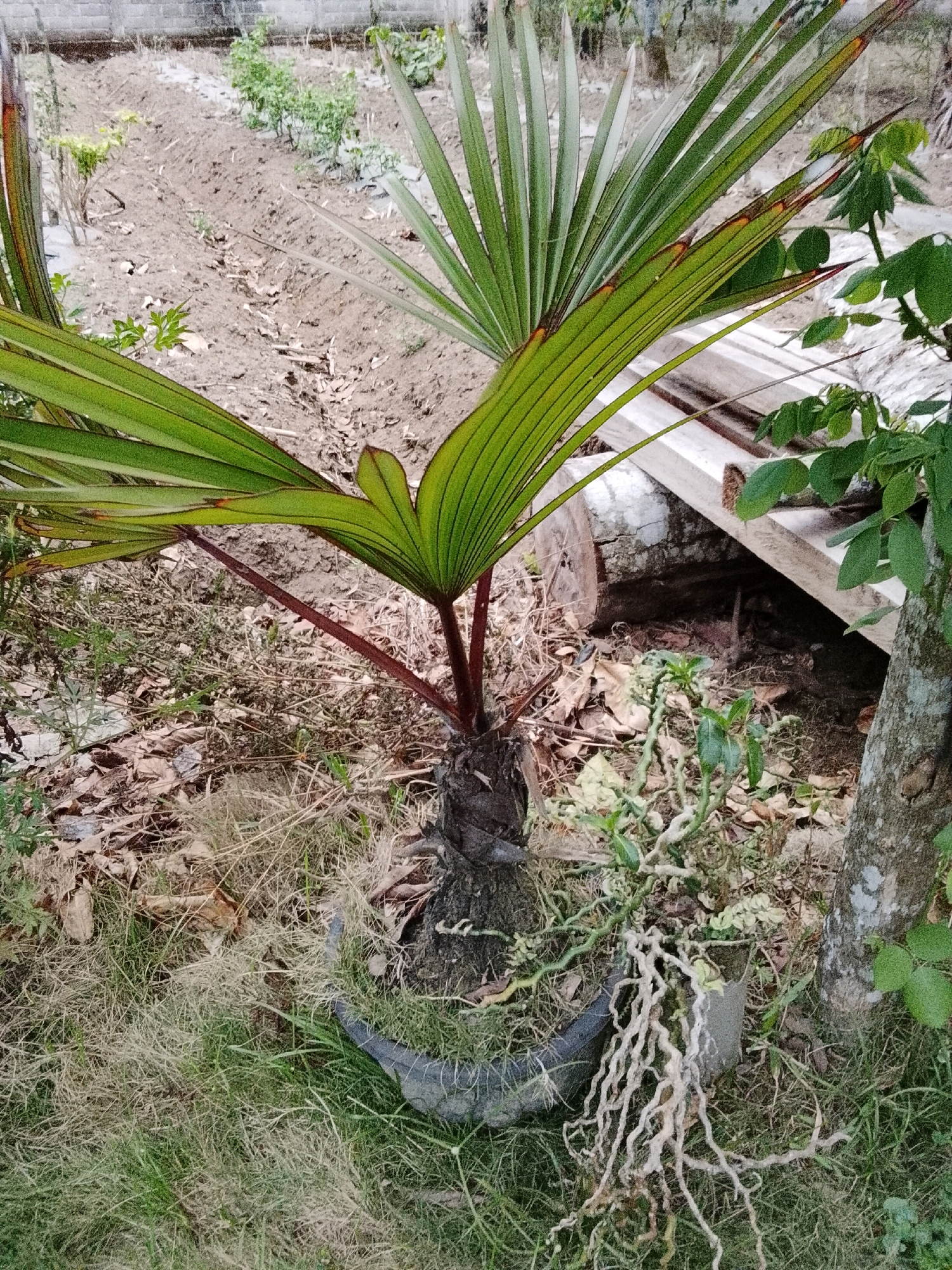 A young palm tree, likely a Livistona chinensis, is planted in a grey pot in an outdoor, unkempt garden area. The palm's reddish-brown stalks support large, fan-shaped green leaves. The pot sits on dry grass and fallen leaves, partially obscured by other vegetation, including a plant with thin, twisting roots exposed on the surface. In the background, a tilled garden bed with small green plants is visible, bordered by a low wall and some wooden planks. The scene appears to be in a residential or rural area in Padang Dalom, Indonesia.