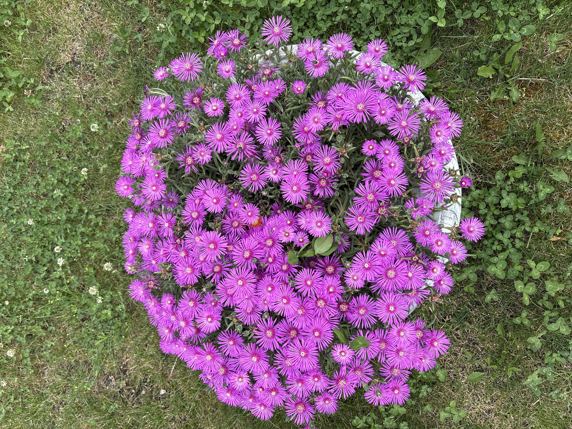 This image captures a vibrant display of flowering plants set within a garden in Polena, Bulgaria. The central subject is a round, white container, almost entirely obscured by a profusion of bright magenta or purple flowers. These flowers are densely packed, featuring numerous slender petals radiating outwards from a small, yellowish-white center, characteristic of Ice Plants (Delosperma). The plant's grey-green, succulent-like foliage is visible beneath and between the blooms.
A few small dark insects, likely pollinators such as bees or flies, are visible on the flowers, suggesting active ecological interaction. The flowers are in full bloom, indicating a flourishing plant during a warm season, likely late spring or summer.
Surrounding the container is a textured green lawn. The grass is mixed with a significant amount of white clover, some of which is also blooming with tiny white flowers. The lighting is bright and even, suggesting daytime conditions, possibly under a clear or lightly overcast sky, as there are no harsh shadows. The overall scene conveys a sense of natural beauty, vibrancy, and a peaceful garden environment. There is no visible text within the image.