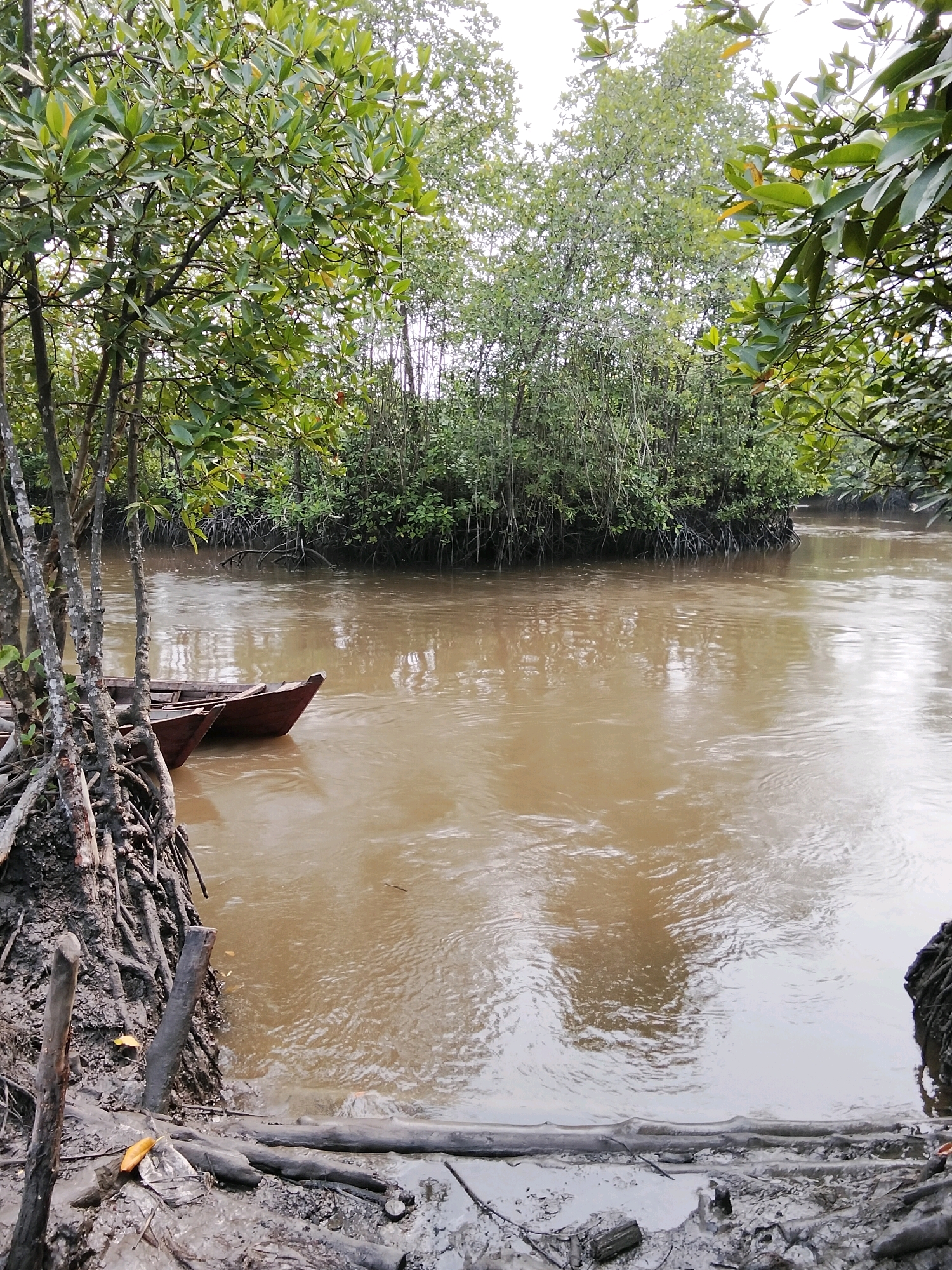 The image depicts a muddy riverbank with two wooden canoes docked near the shore. Lush green foliage, characteristic of a mangrove ecosystem, lines the river. The water is a murky brown, suggesting sediment or silt. The foreground reveals exposed tree roots and weathered wooden stakes planted in the mud, indicating the edge of the settlement of Kembung Luar, Indonesia. The overall scene conveys a sense of a tranquil, yet wild, natural environment on the outskirts of a community.