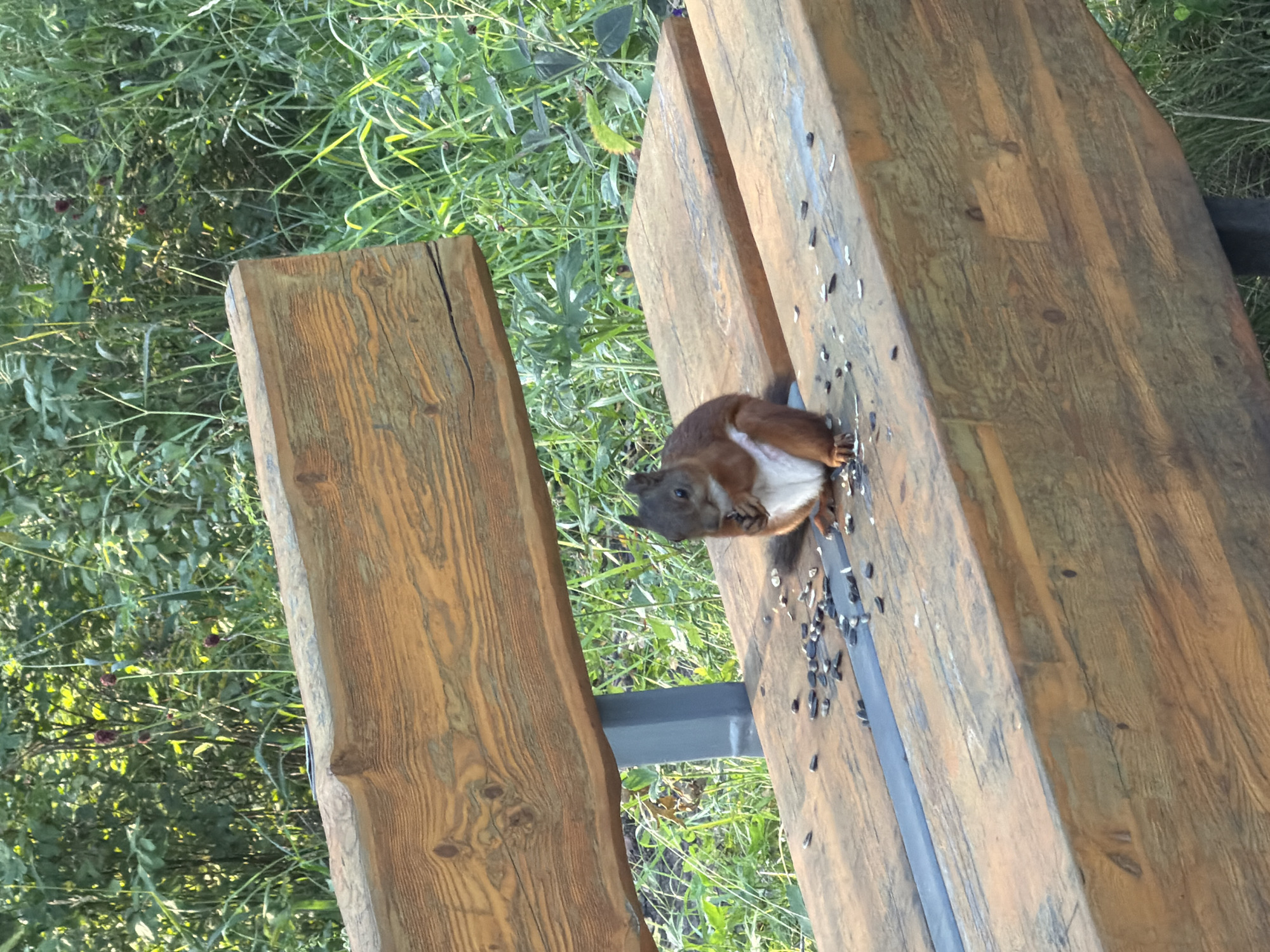 A squirrel is sitting on a wooden bench and eating sunflower seeds. The bench is made of rough-hewn wood and is situated outdoors. Behind the bench is lush green foliage. The squirrel is small and reddish-brown with a bushy tail. It is holding a seed in its paws and nibbling on it. The bench is covered in many scattered sunflower seeds. The image appears to have been taken in the city of Krasnoyarsk, Russia.
