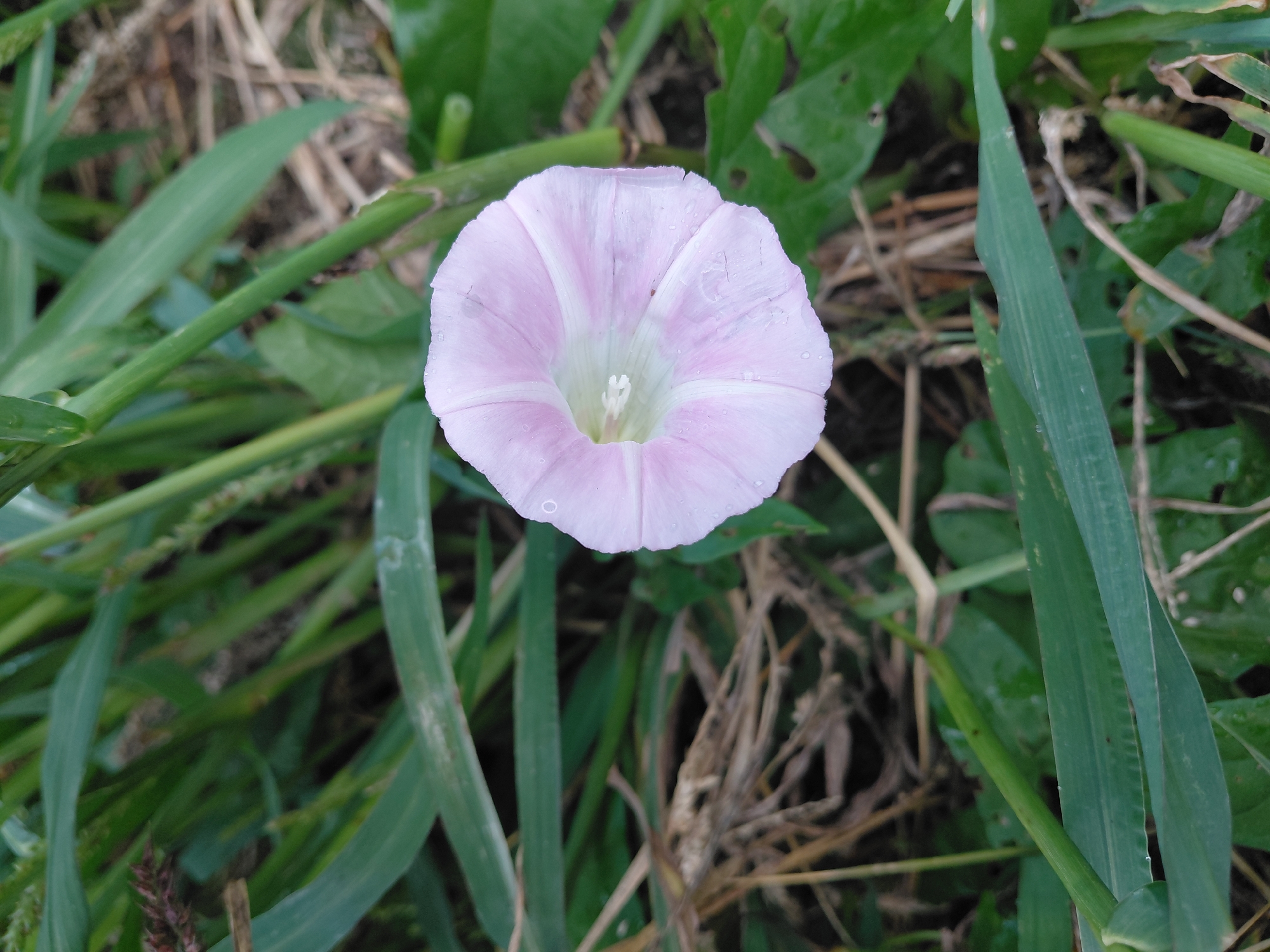 A light pink bindweed flower with white streaks blooms among green grass and dry stalks. The flower has a funnel shape with five petals and a light green center. Water droplets are visible on the petals. The background consists of out-of-focus green foliage and dry brown plant material. The scene is a close-up shot of the flower and its immediate surroundings.