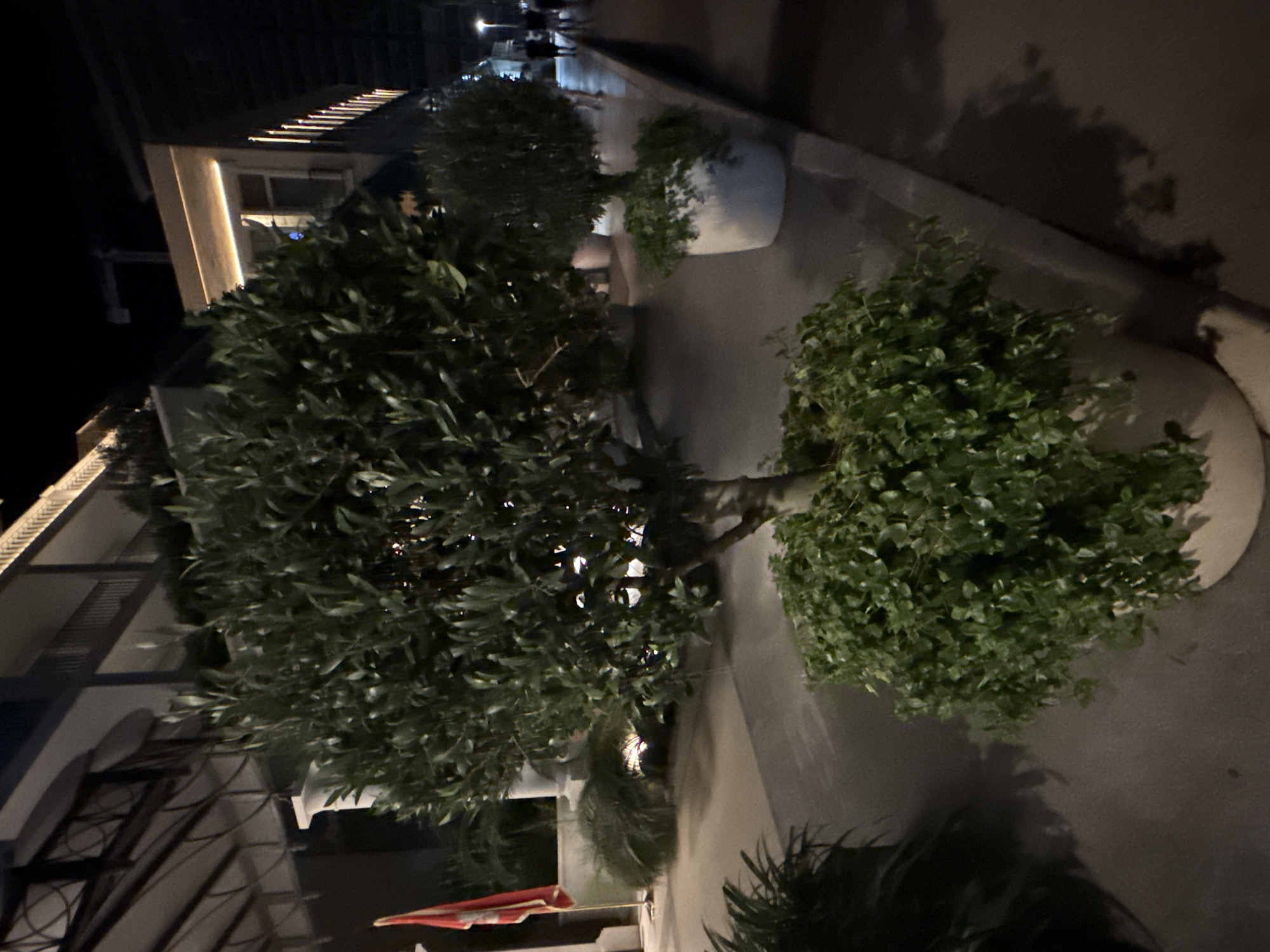 A nighttime scene depicts a pedestrian walkway in Budva, Montenegro, with several potted trees flanking a building. In the foreground, a large potted olive tree with dense foliage dominates the left side of the frame. Its trunk is visible, emerging from a lower layer of greenery within the pot. To the right, a smaller potted tree, also with a rounded canopy, sits further down the walkway. The ground appears to be paved, with a raised curb separating the walkway from a darker area to the right, where shadows are cast. In the background, a multi-story building with illuminated windows and balconies is visible. A red flag on a pole stands to the left of the central tree, near the entrance of the building. Further down the walkway, blurred figures of people can be seen walking, suggesting the area is a public space. The lighting suggests artificial illumination from the building and possibly streetlights, creating distinct shadows.