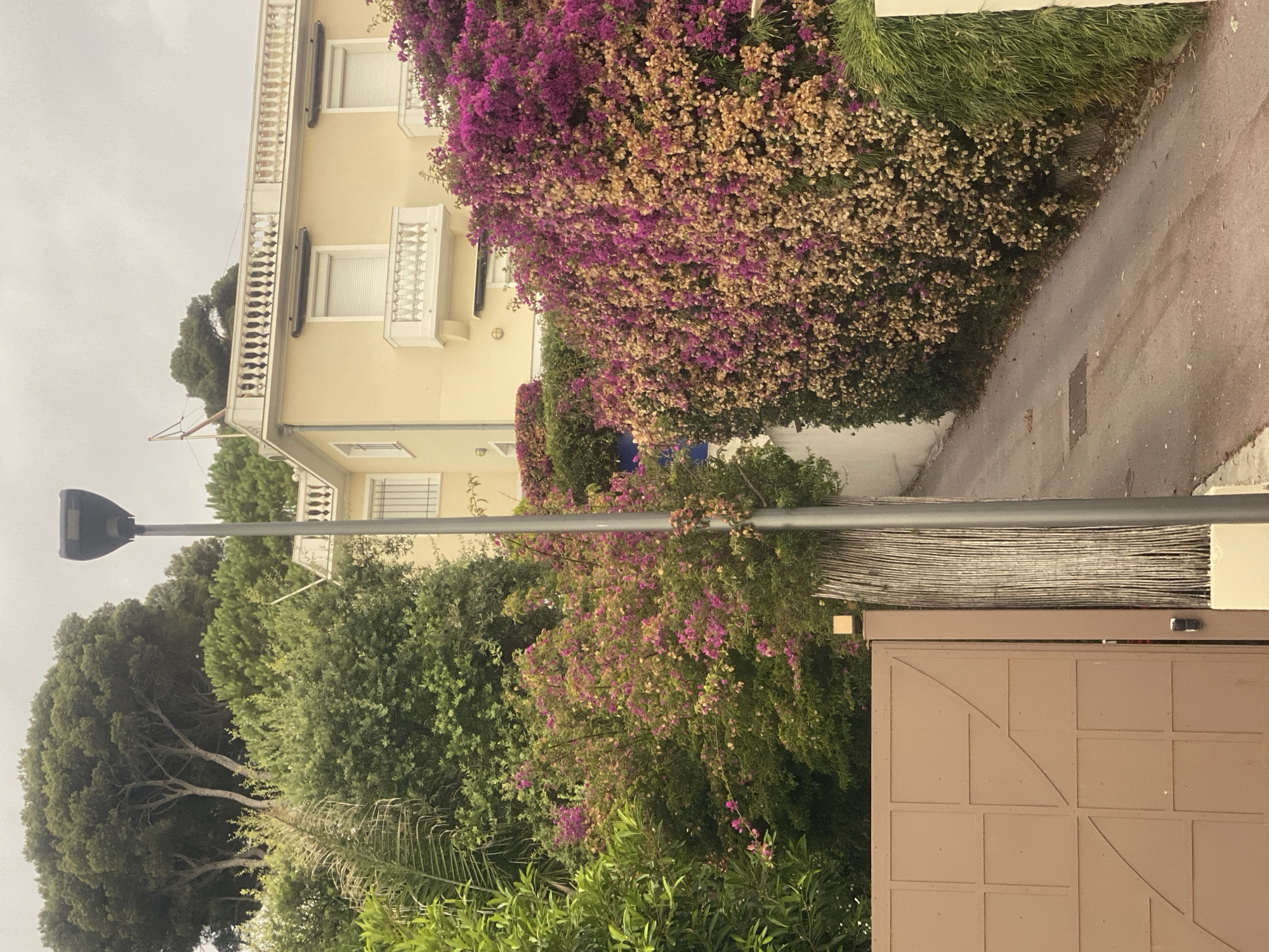 The image shows a narrow, paved driveway in Antibes, France, flanked by lush vegetation and a light yellow building. On the left, a large, flat, taupe-colored metal gate with geometric patterns is visible, partially obscuring a tall, dry bamboo fence. A modern, dark grey lamppost stands in the foreground, positioned centrally on the driveway.
To the left of the driveway, dense green foliage includes palm fronds and other leafy shrubs. Further back, a vibrant bush with numerous pink and purple bougainvillea flowers spills over the greenery.
To the right of the driveway, a towering wall of bougainvillea, displaying a mix of bright pink and faded golden-brown bracts, dominates the scene, creating a dense floral hedge. Behind this hedge, a white wall of the building is visible.
The building itself is light yellow with white trim. It features multiple windows, some with white rolling shutters. The upper story has a balcony with a white balustrade and decorative urns. A flagpole with a small flag is mounted on the rooftop.
The driveway slopes gently upwards and curves out of view. The environment appears to be well-maintained and residential, likely a private property. The sky is overcast and grey, suggesting cloudy weather. There are no people or animals visible in the image.