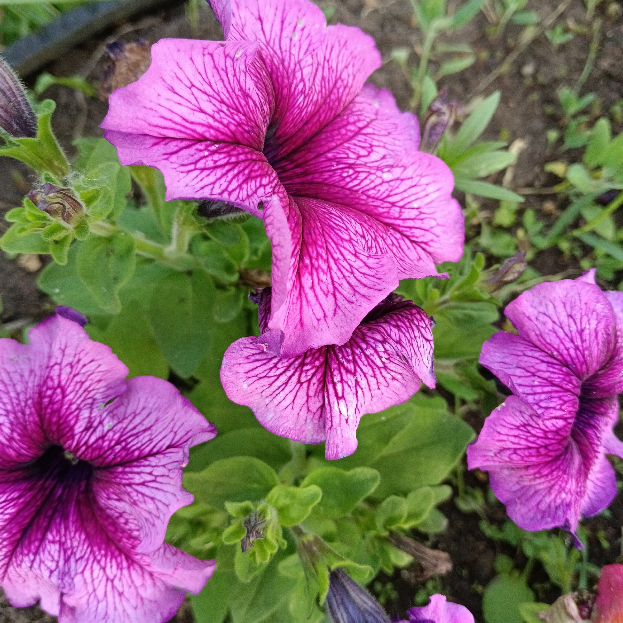 Four purple petunia flowers are in bloom, with some buds present. The flowers have delicate, dark purple veins radiating from the center of each petal. They are growing in a garden bed with green leaves and dark soil. The image was taken in Novokuybyshevsk, Russia.