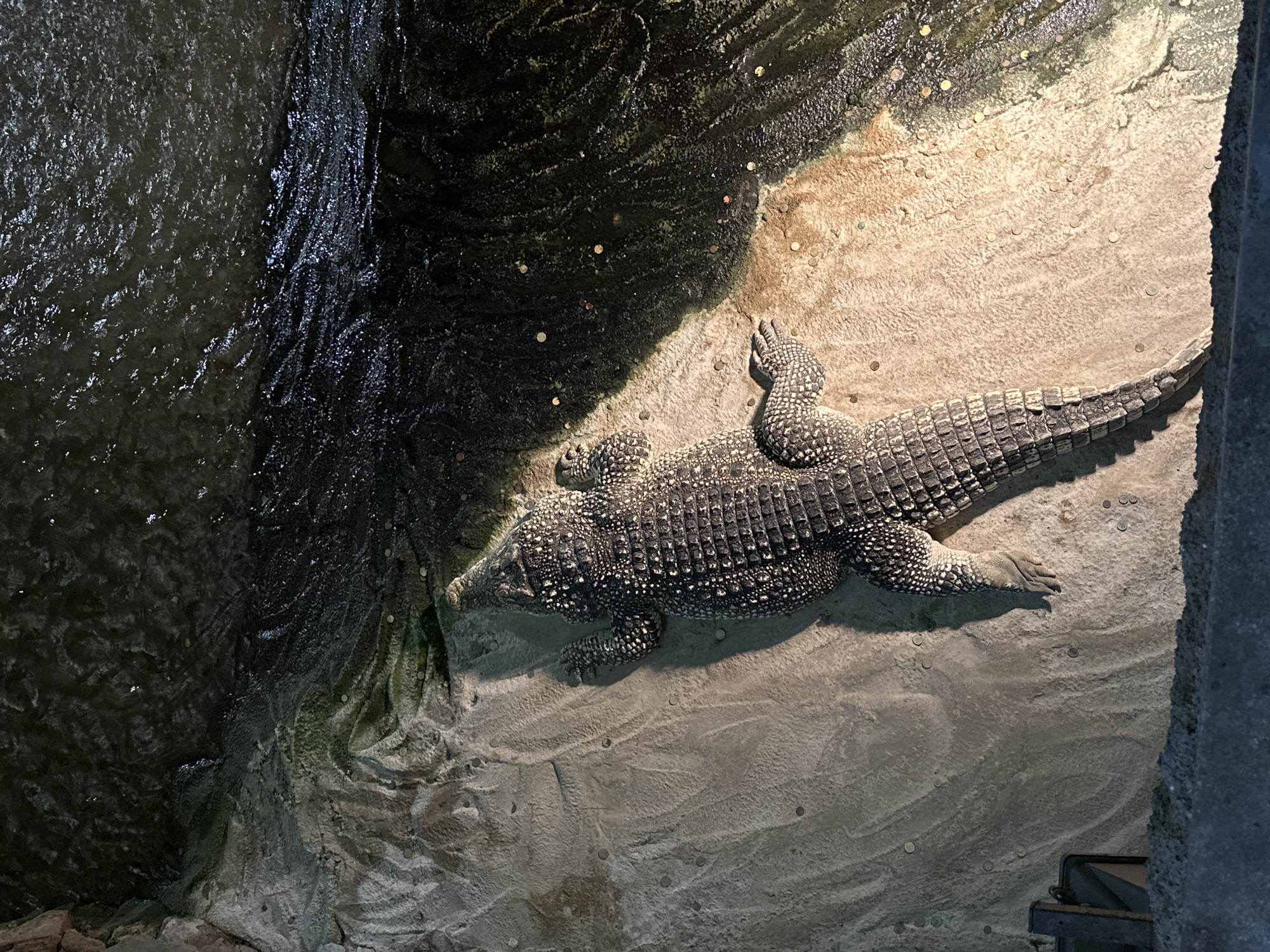 This image captures a crocodile basking on a sandy embankment next to a dark, murky body of water. The crocodile, positioned in the center-right of the frame, is dark grey and appears scaly, with its tail extending downwards. The sandy area has scattered coins, and some green algae or moss is visible near the water's edge. The water itself is dark and rippled, with more coins visible submerged. The overall lighting suggests an indoor enclosure, possibly a zoo or aquarium.
While this image depicts a crocodile in a water enclosure with coins, it does not contain any information that would allow for its specific location in the City of Zagreb, Croatia, or any other city. The scene is generic to many such animal exhibits.
