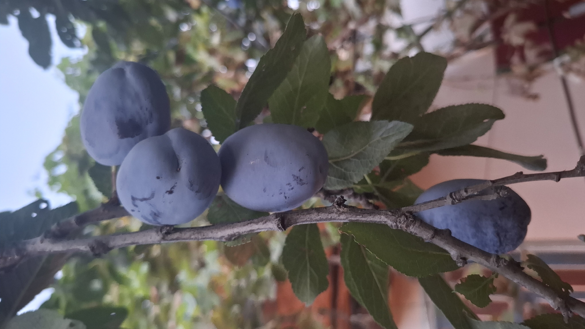 A close-up, slightly blurred, vertical, outdoor shot shows a branch with several ripe plums hanging from it. The plums are a deep purple-blue color and appear to be smooth-skinned, with some showing slight imperfections. The branch itself is thin and greyish-brown, with small twigs and buds. Green leaves are interspersed among the plums, some appearing lush and others slightly wilted. The background is softly out of focus, revealing a mix of green foliage and hints of what might be a building or structure with a reddish-brown hue. The sky is visible in the upper portion of the frame, appearing overcast or hazy. The image was taken in Шұбарсу, Kazakhstan.