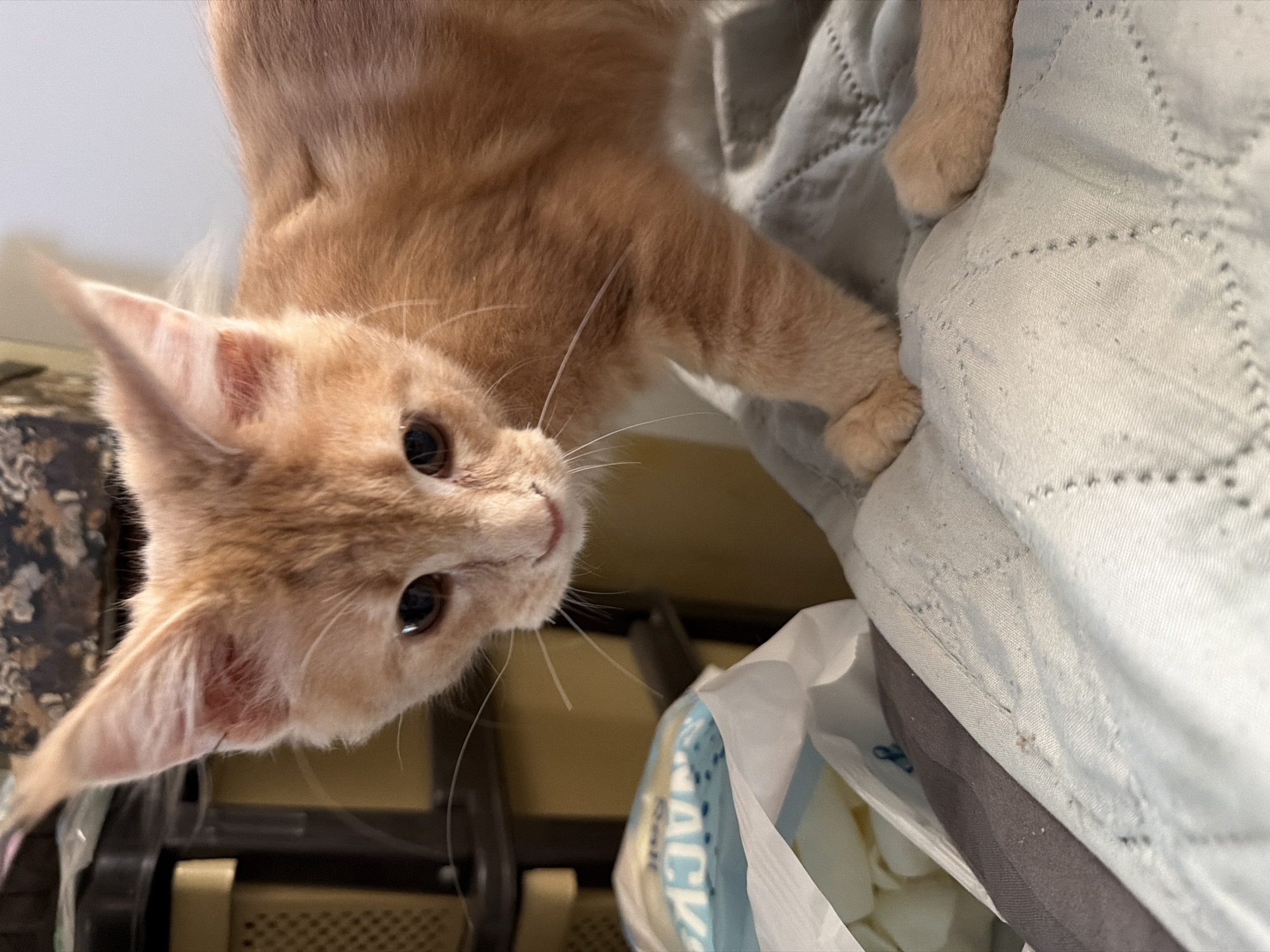 An upside-down shot focuses on the head and front paws of a young, ginger cat. The cat's large, expressive eyes are dark and reflect light, and its pink ears are slightly flared. Its ginger fur is short and appears soft. The cat is resting on a light blue quilted surface, possibly a blanket or bedspread, which takes up the right side of the frame. In the background, on the left, there's a hint of a dark, patterned object and some blurred shelving or furniture. The lighting suggests it is daytime indoors, with soft shadows. The cat appears relaxed and curious. There is no visible text in the image.