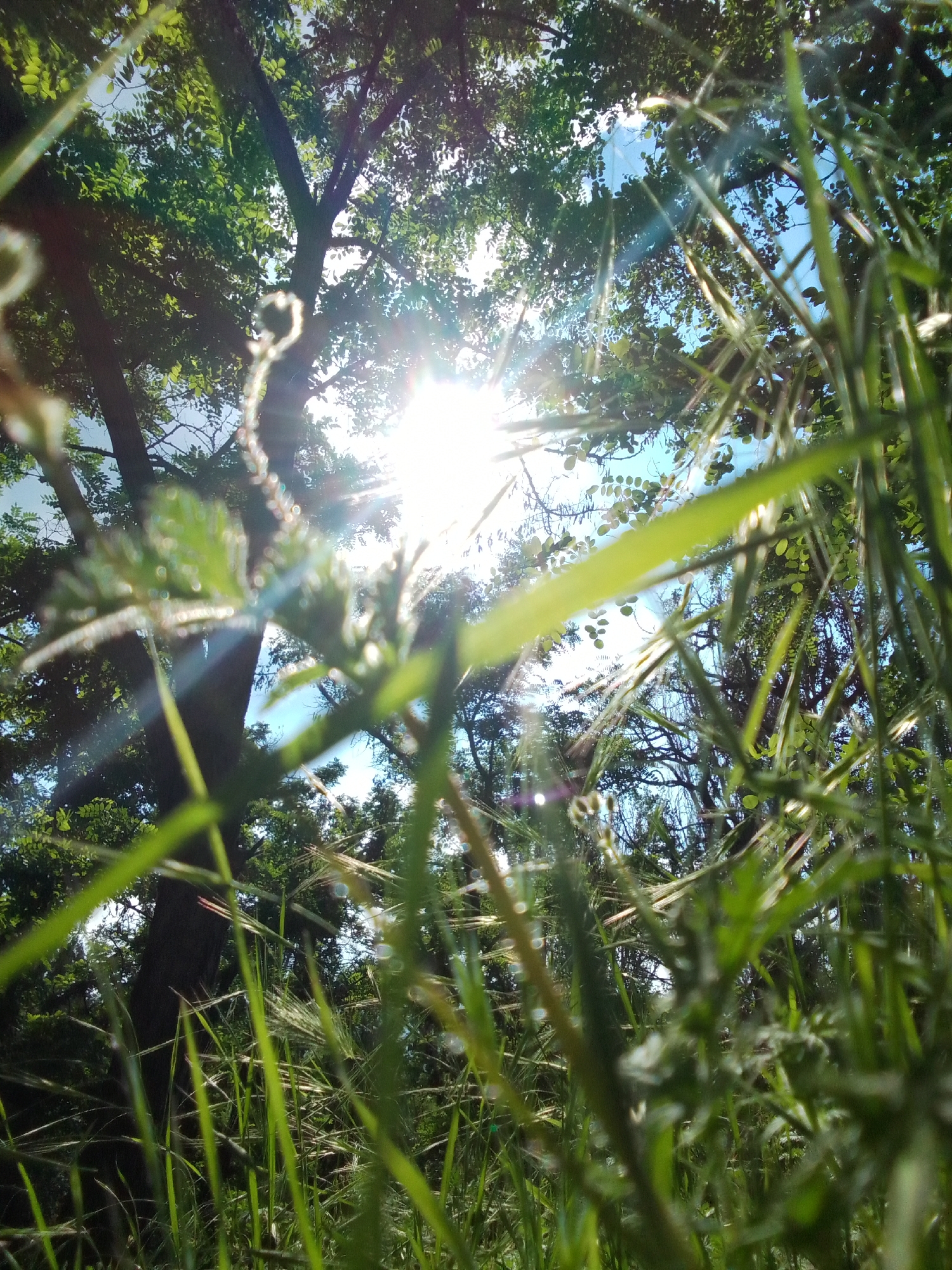An outdoor, low-angle, eye-level shot captures tall green grass in the foreground, partially obscuring the view of the environment beyond. Sunlight streams through the canopy of a large tree, creating lens flare and highlighting the leaves. The sky is visible through the branches, with some clouds present. The scene appears to be a natural setting, possibly a park or a wooded area within a city. There are no people or animals visible in the frame. The overall impression is one of natural beauty and the interplay of light and shadow.