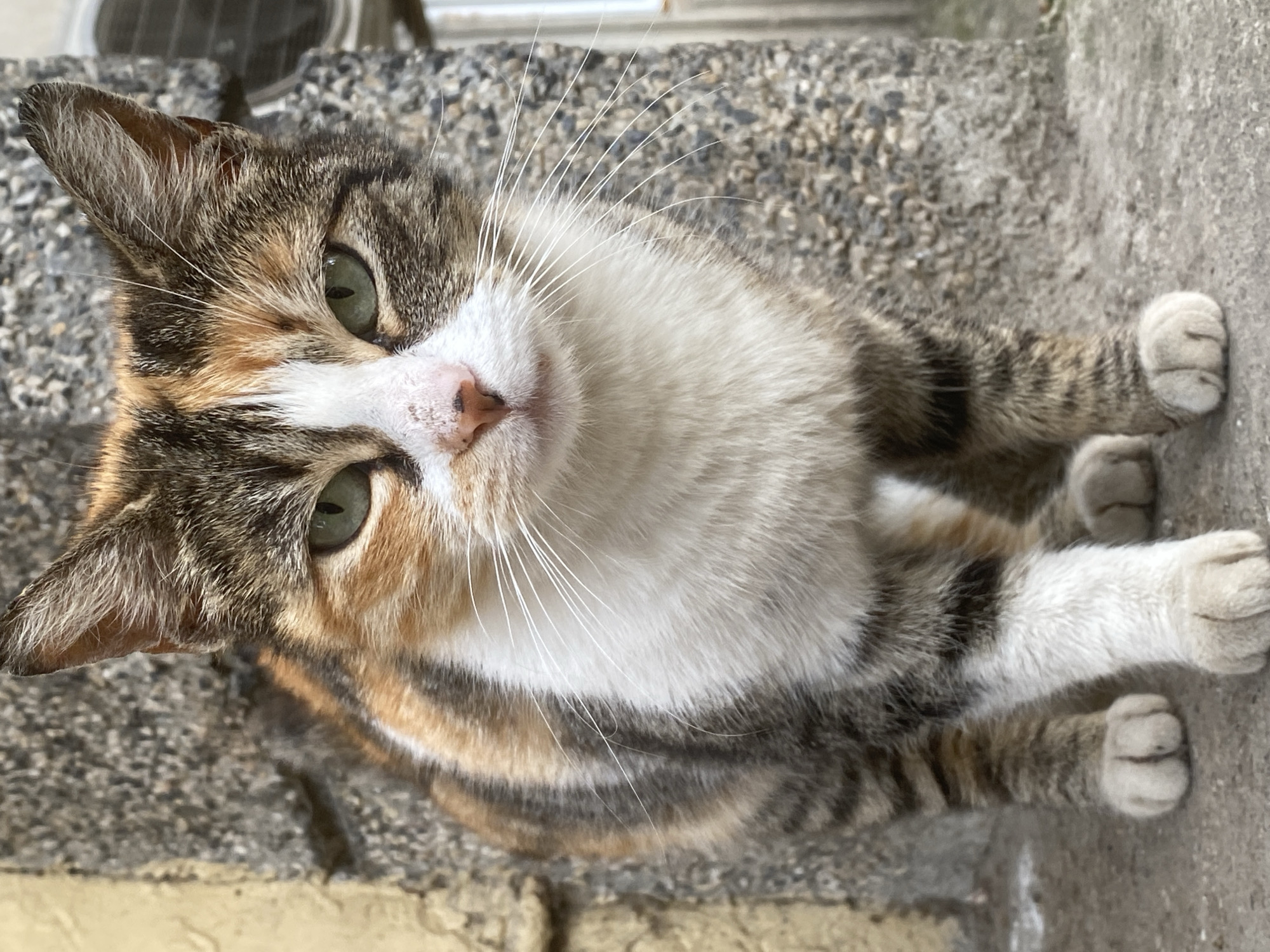 A medium shot depicts a calico cat with green eyes sitting on a gray, textured surface. The cat's fur exhibits a mix of white, brown, and gray markings. The cat is positioned in front of a wall with exposed aggregate. No people are visible. The location in Pleven, Bulgaria is not identifiable from the image.