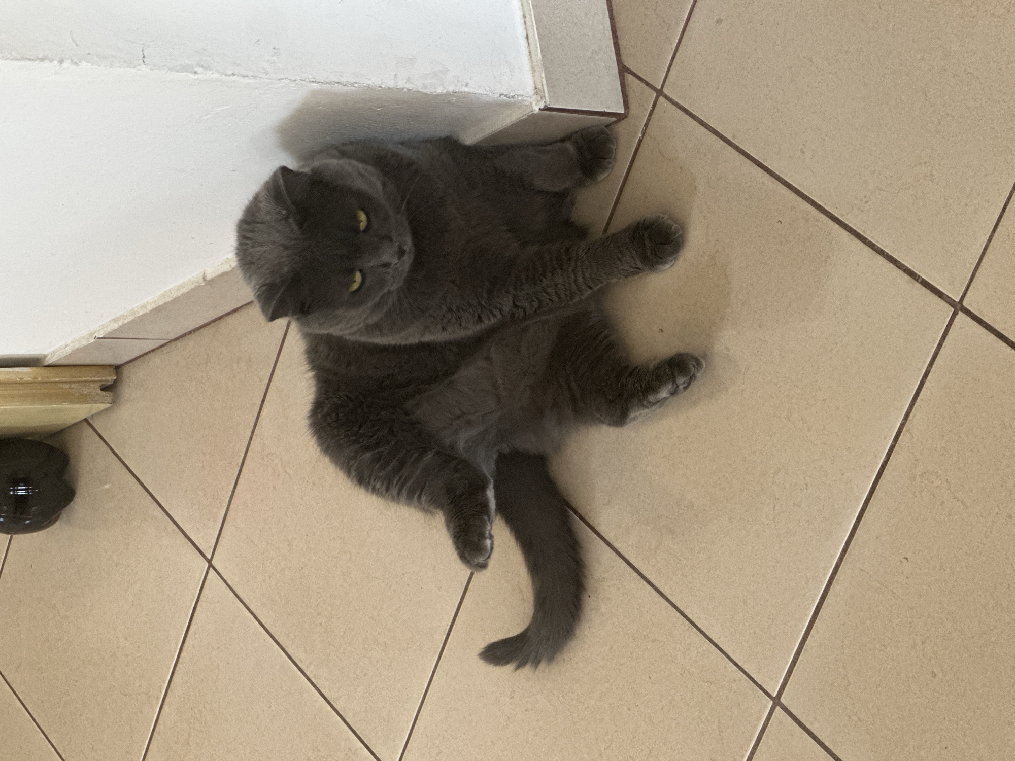 A grey Scottish Fold cat with yellow eyes is sitting on beige square tiles. The cat is positioned in the lower right quadrant of the image, leaning against a white corner wall. The cat's body is in a relaxed, almost sprawled position, with its hind legs tucked beneath it and its tail curled to its left. Its front paws are resting on the floor in front of it. The background shows more of the tiled floor and a sliver of a doorway with a wooden frame. In the upper left corner, a portion of a dark, glossy object, possibly a bottle, is visible. The lighting suggests an indoor environment, possibly a residential hallway or room.