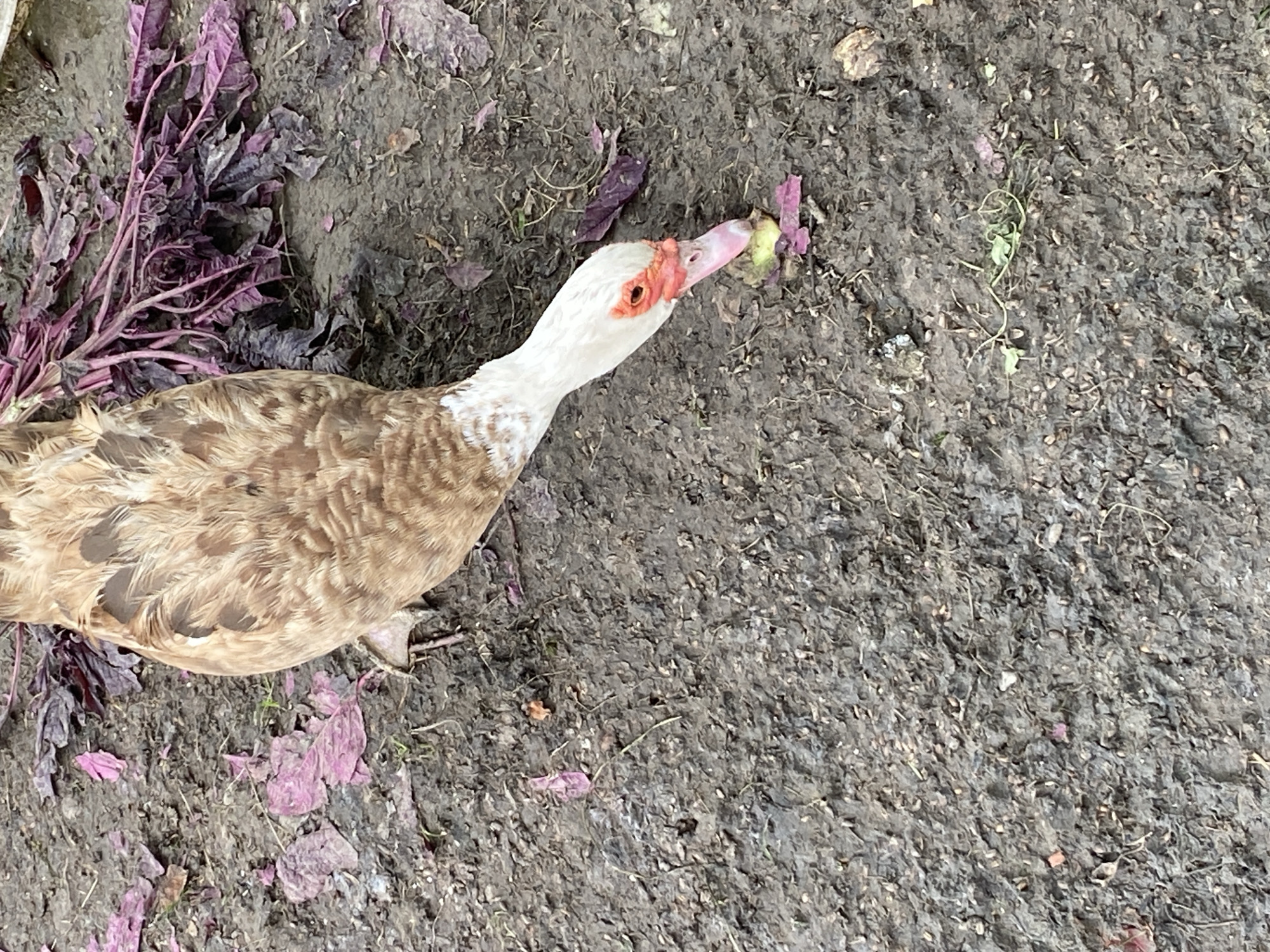 In Velykyi Bychkiv, Ukraine, a Muscovy duck with brown and white plumage is foraging on damp, earthy ground covered with scattered reddish-purple leaves and some green vegetation. The duck is positioned in the lower right quadrant of the frame, with its head bent down, pecking at a small piece of light green food item on the ground. The background consists of the muddy terrain, with more dried leaves and debris visible. The lighting suggests an overcast or shaded environment.