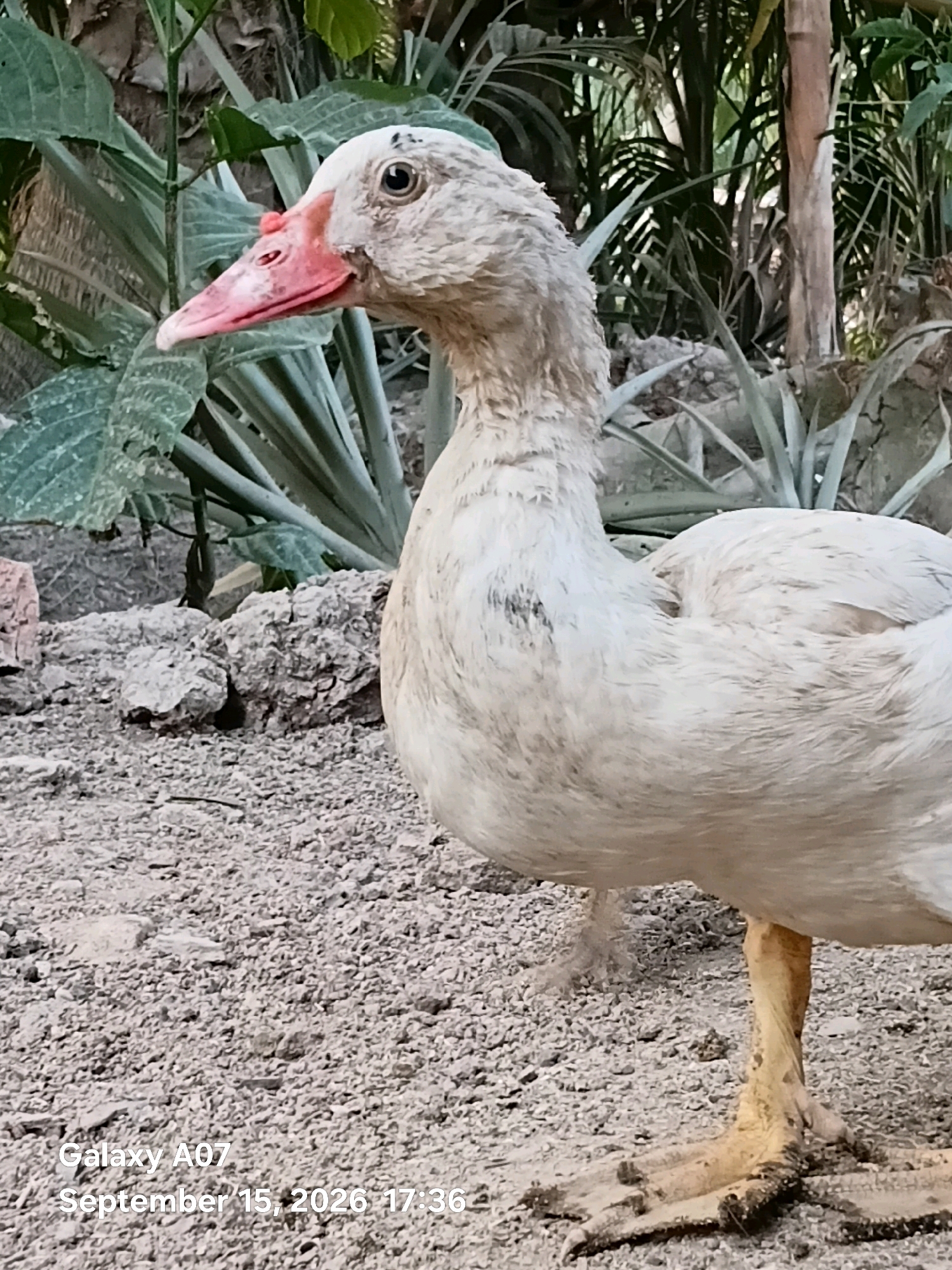 A white duck stands on gravel in an outdoor setting with lush green foliage in the background. The duck is facing right, with its head turned slightly towards the viewer. It has a pink beak with some reddish bumps around the nostrils and eyes. The ground is covered in small gray and white pebbles, with some larger rocks scattered around. Behind the duck, there are tall green plants with broad leaves and thin, spiky leaves, as well as a rough-barked tree trunk. The lighting suggests it is daytime. The image contains overlaid text indicating "Galaxy A07" and "September 15, 2026 17:36". There is no visible indication of the location being in Margo Rukun, Indonesia.