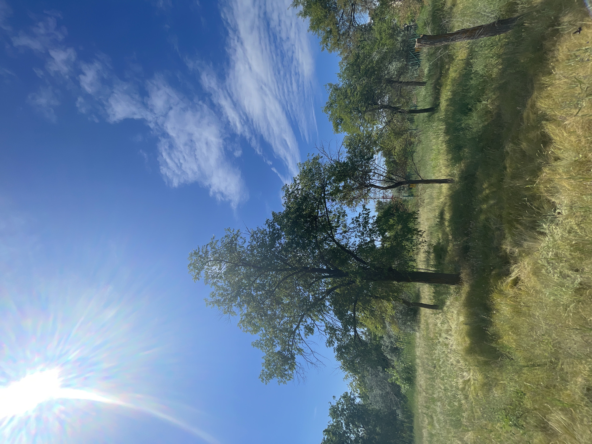 A wide shot captures a sun-drenched meadow with scattered trees under a bright blue sky with wispy clouds. The sun, positioned in the upper left corner, casts a strong glare and illuminates the scene with a vibrant, high-contrast light. The meadow is covered in tall, dry grasses that appear golden and green, with shadows cast by the trees. Several trees, varying in size and foliage density, are spread across the landscape. The background shows a line of denser vegetation and trees. A weathered wooden post stands in the right foreground. The overall impression is of a natural, undeveloped area on a clear, sunny day. The image is likely taken in the vicinity of Znamensk, Russia, suggesting a rural or park-like setting within or near the city.