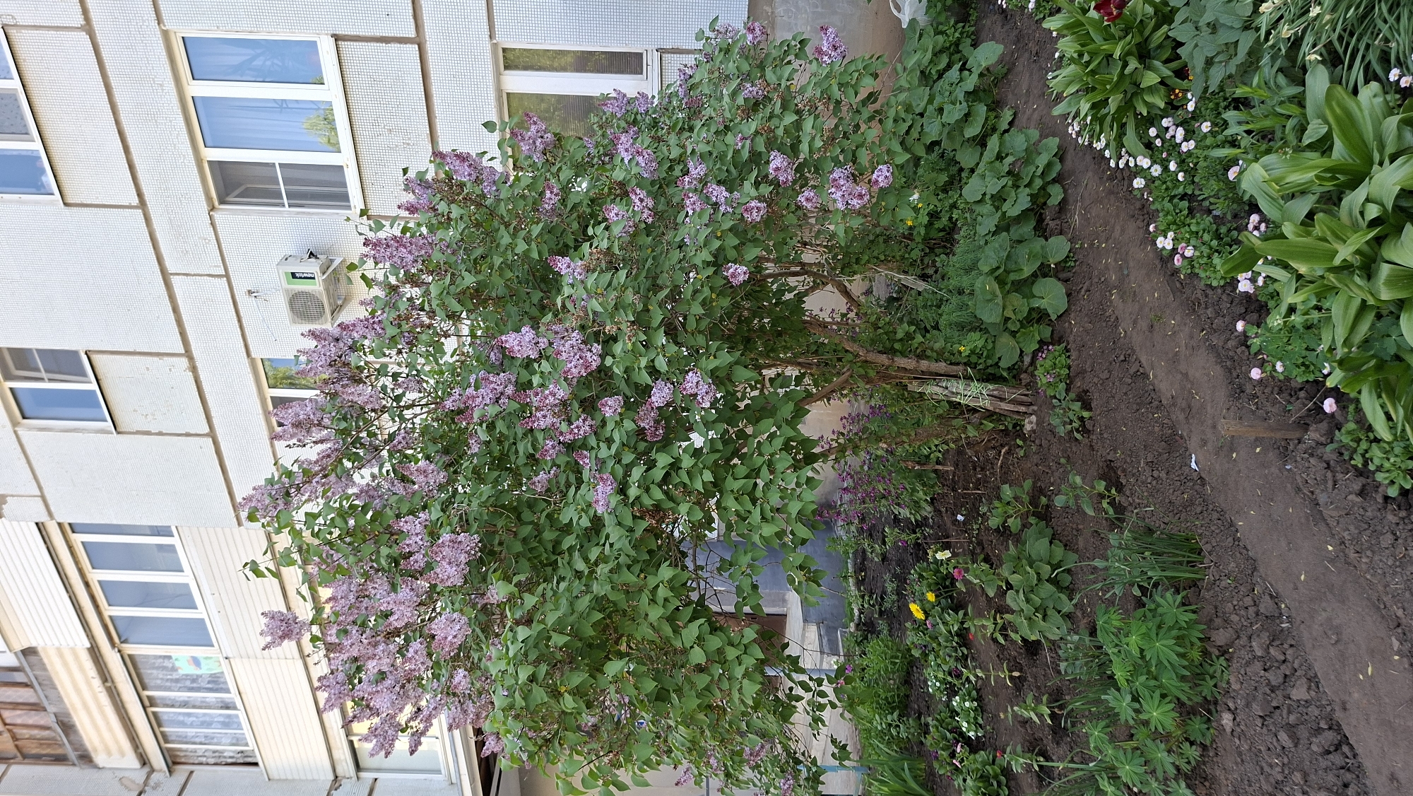 The image shows a blooming lilac bush in front of a multi-story residential building. The building is covered with light-colored, possibly tiled, siding and has multiple windows. An air conditioning unit is visible on the building's exterior. The bush is full of green leaves and purple flowers. A garden bed borders the bush, containing various green plants and small flowers. The location is presumed to be Chaikovsky, Russia.