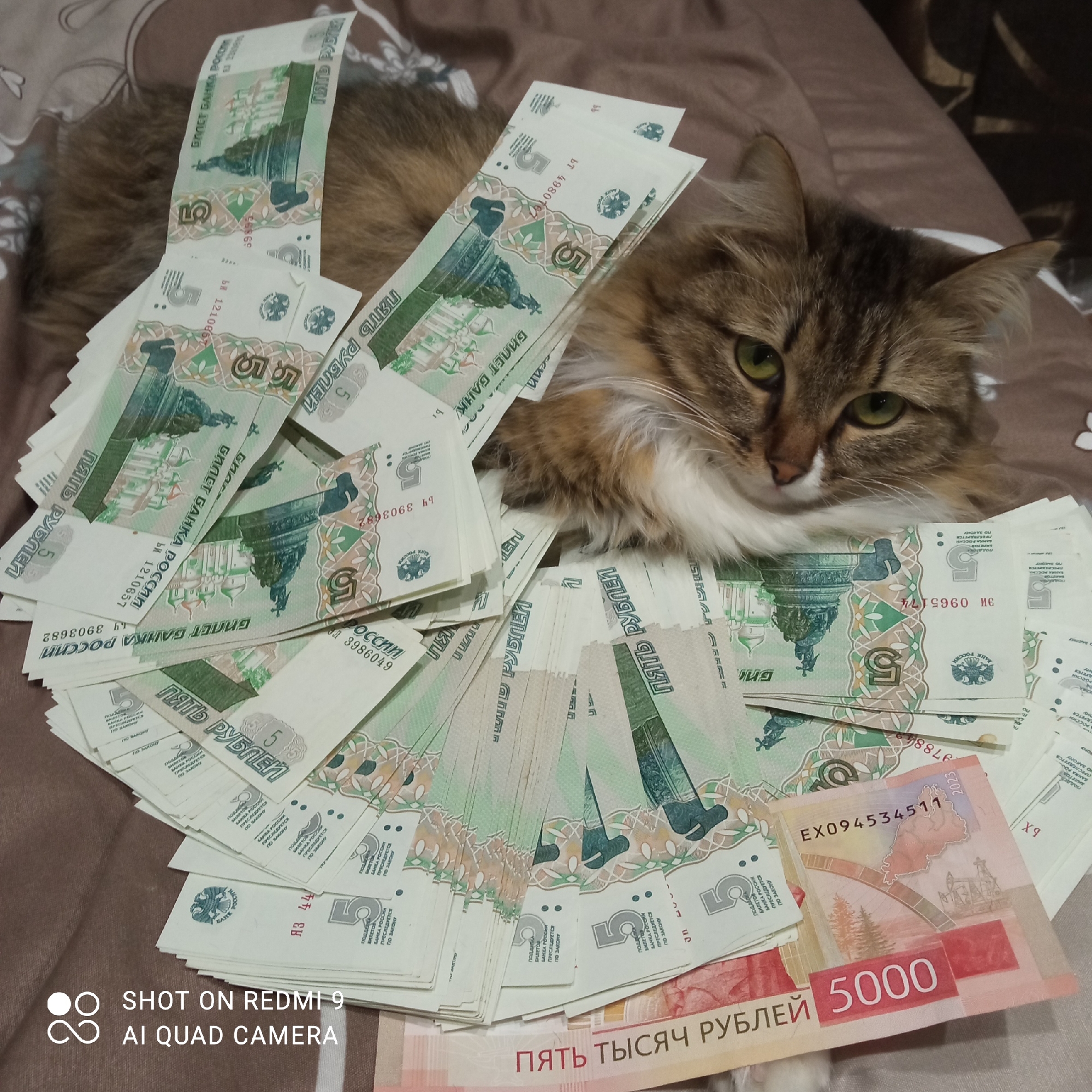 A domestic cat with brown fur and green eyes lies among a pile of Russian currency on a brown surface. The currency consists predominantly of 5-ruble notes, along with at least one 5000-ruble note. Text at the bottom of the image indicates it was taken with a Redmi 9 AI Quad Camera. There is no indication of a specific location, such as Chaikovsky, Russia, in the image.