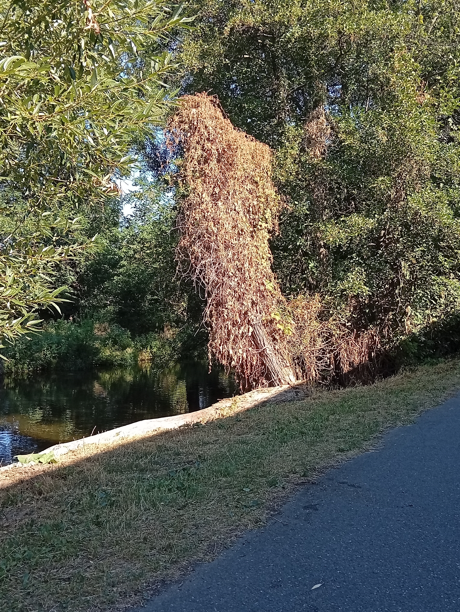 The image depicts a natural scene in Tišnov, Czechia, likely near a body of water and a path. In the foreground, a dark asphalt path runs diagonally from the bottom right to the middle of the frame. Adjacent to the path is a grassy embankment, dry and with patches of green growth. A large, dead vine or similar vegetation, dried to a light brown and appearing dense and tangled, hangs prominently from a tree. This dead vegetation drapes over what appears to be a fallen log or thick branches, which in turn rests on the edge of the grassy bank, close to the water. To the left of the dead vegetation, a calm body of dark water reflects the surrounding greenery and sky. The water's edge is bordered by the grassy bank. In the background, dense green foliage of trees and bushes creates a lush backdrop. The scene is illuminated by sunlight, casting shadows, particularly on the grassy embankment. No people or animals are visible in the image.