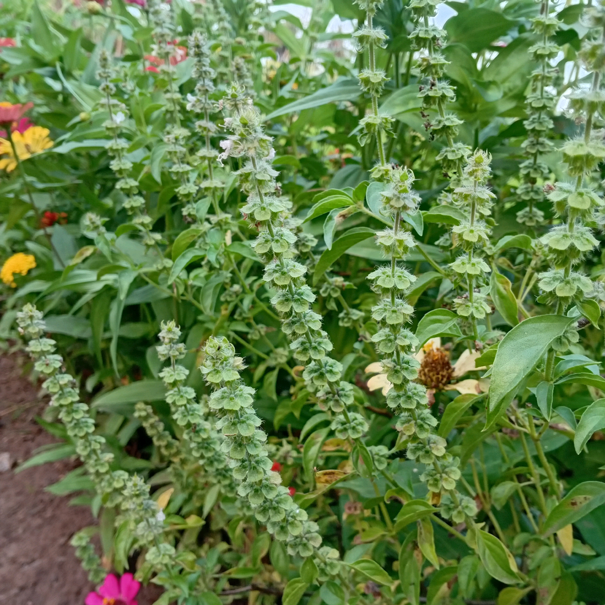 The image depicts a close-up view of a basil plant with numerous flowering stalks, located in the city of Sumberarum, Indonesia. The basil plant has many green leaves and tall, slender spikes covered in small, pale green, whorled flower clusters. Some of the flower spikes show hints of white or light pink. Interspersed among the basil, several colorful flowers are visible, including yellow and pink zinnias, and possibly some red lantana. The background is filled with more greenery, suggesting a garden or natural setting. The ground in the lower left corner appears to be brown soil. The lighting suggests it is daytime, likely outdoors. There are no people or animals clearly visible in the frame.